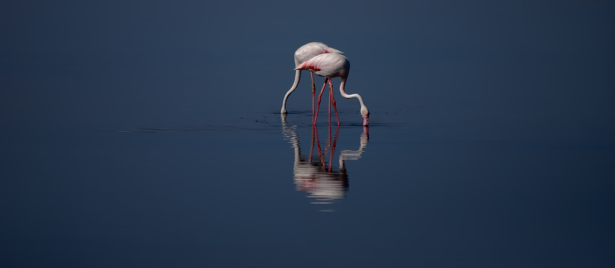 Nikon D40X + Sigma 70-300mm F4-5.6 APO DG Macro sample photo. Flamingos and reflections photography