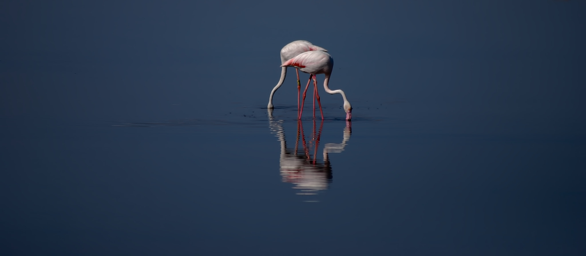 Nikon D40X sample photo. Flamingos and reflections photography
