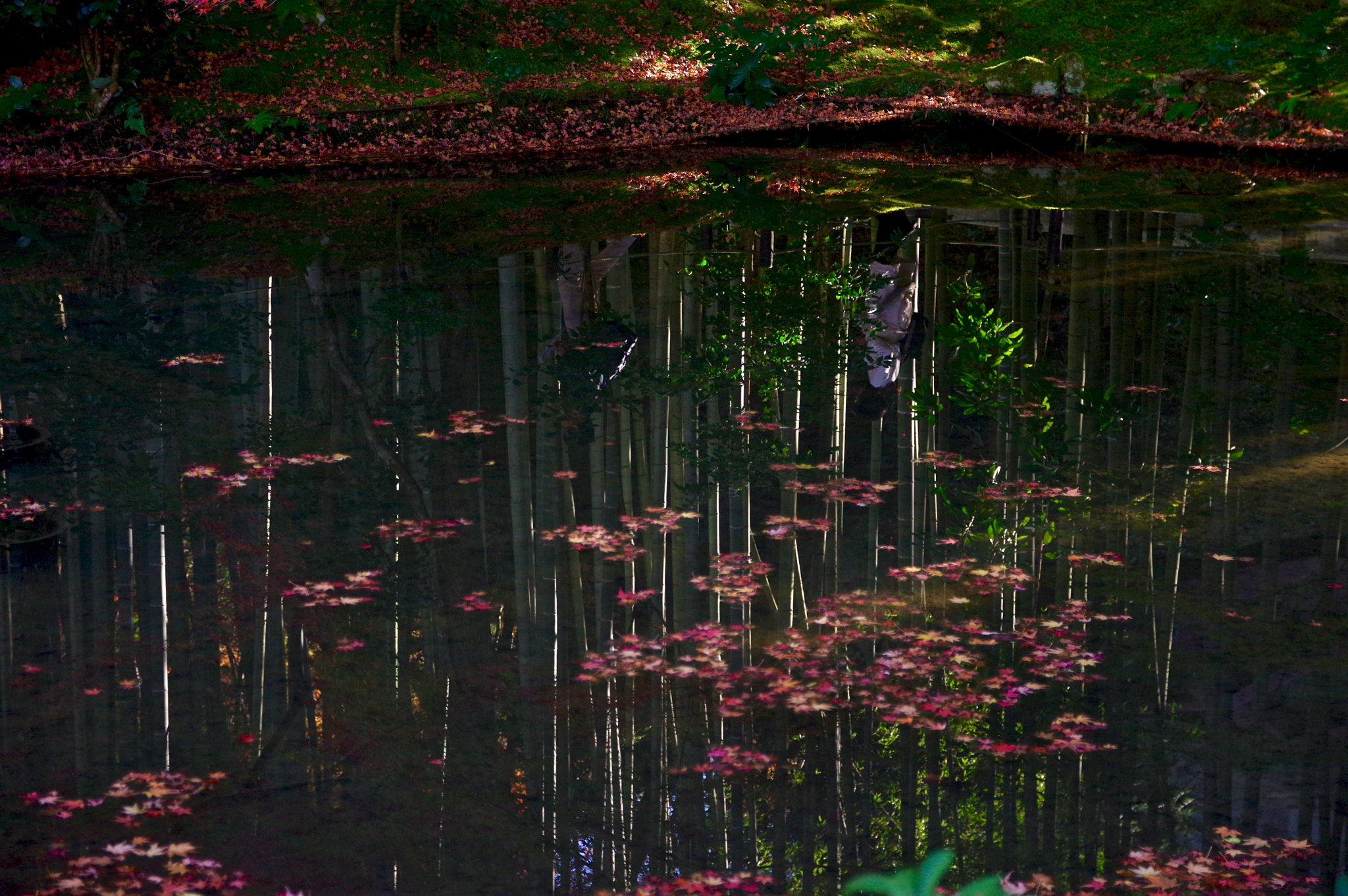 Pentax K-3 sample photo. Flowting and reflections photography