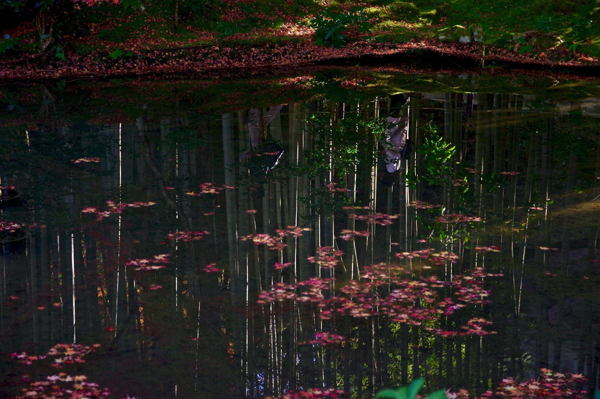 Sigma 17-70mm F2.8-4 DC Macro HSM Contemporary sample photo. Flowting and reflections photography