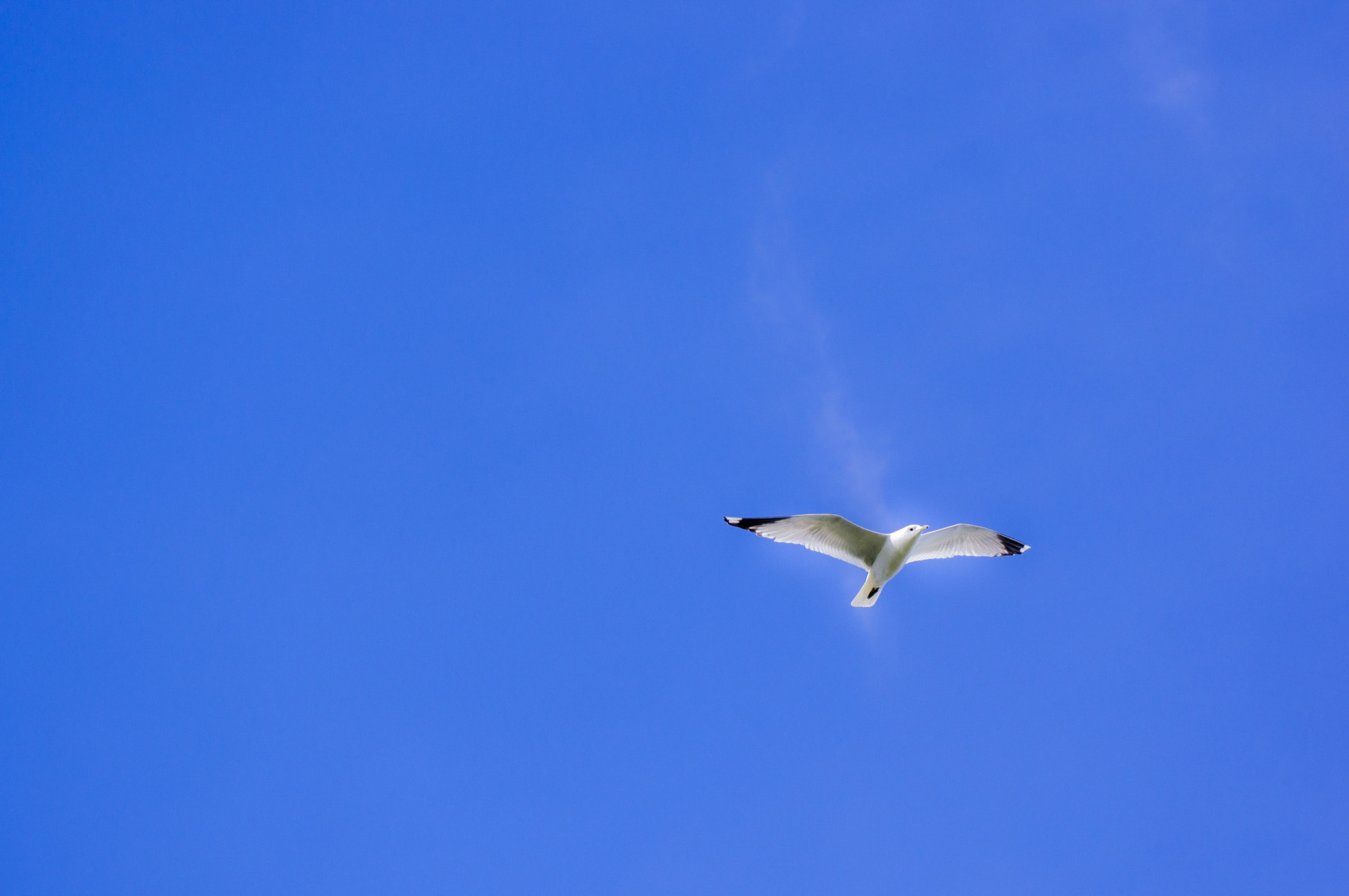 Tamron SP 70-300mm F4-5.6 Di USD sample photo. Freedom photography