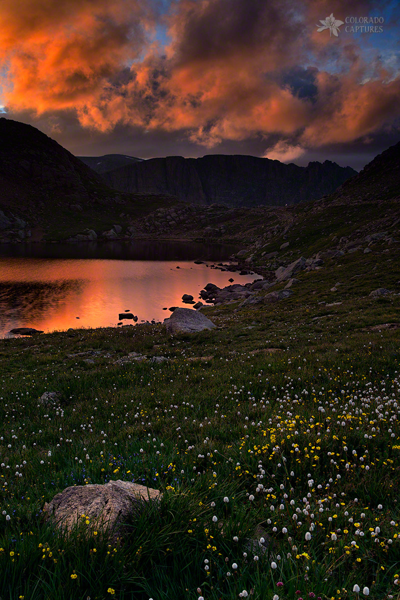 Nikon D800 + Samyang 35mm F1.4 AS UMC sample photo. Wildflower sunset at summit lake photography