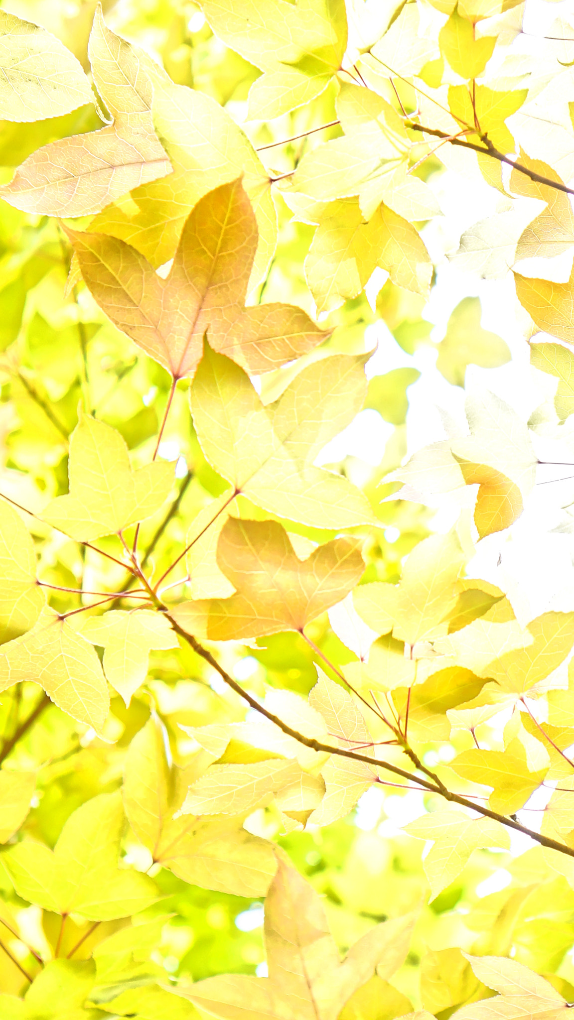 Sony Alpha NEX-7 + Sony E 35mm F1.8 OSS sample photo. Intrinsic yellow photography
