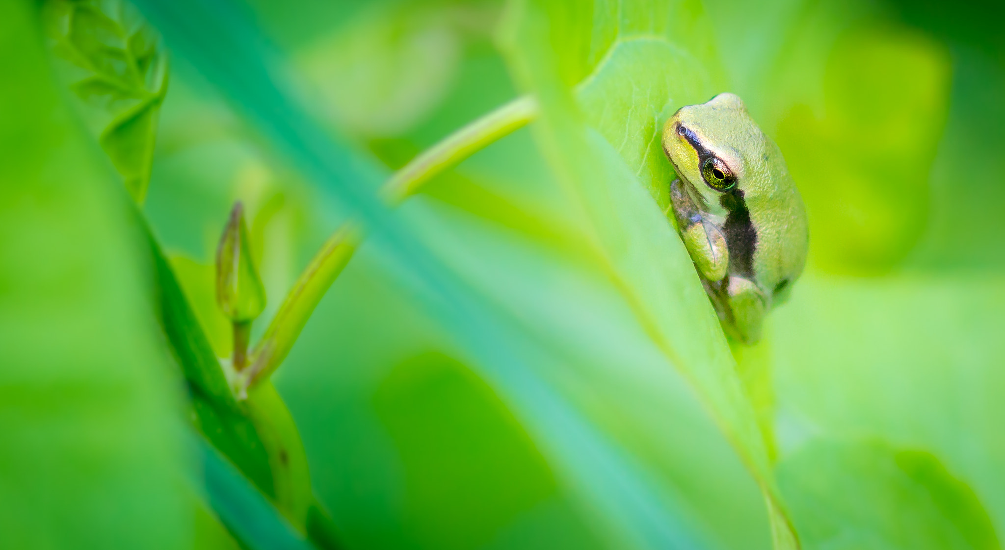 Canon EF 300mm F4L IS USM sample photo. Camouflage photography