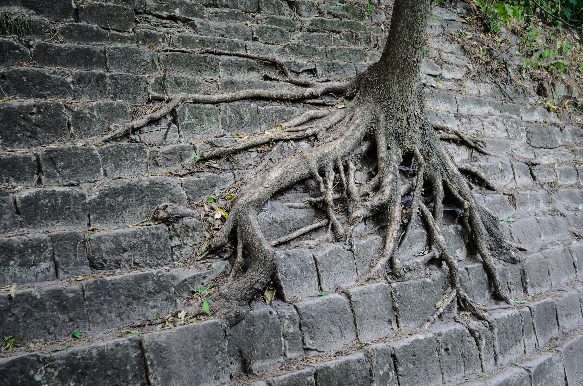 Nikon D7000 + AF Nikkor 28mm f/2.8 sample photo. The tree on the rocks photography