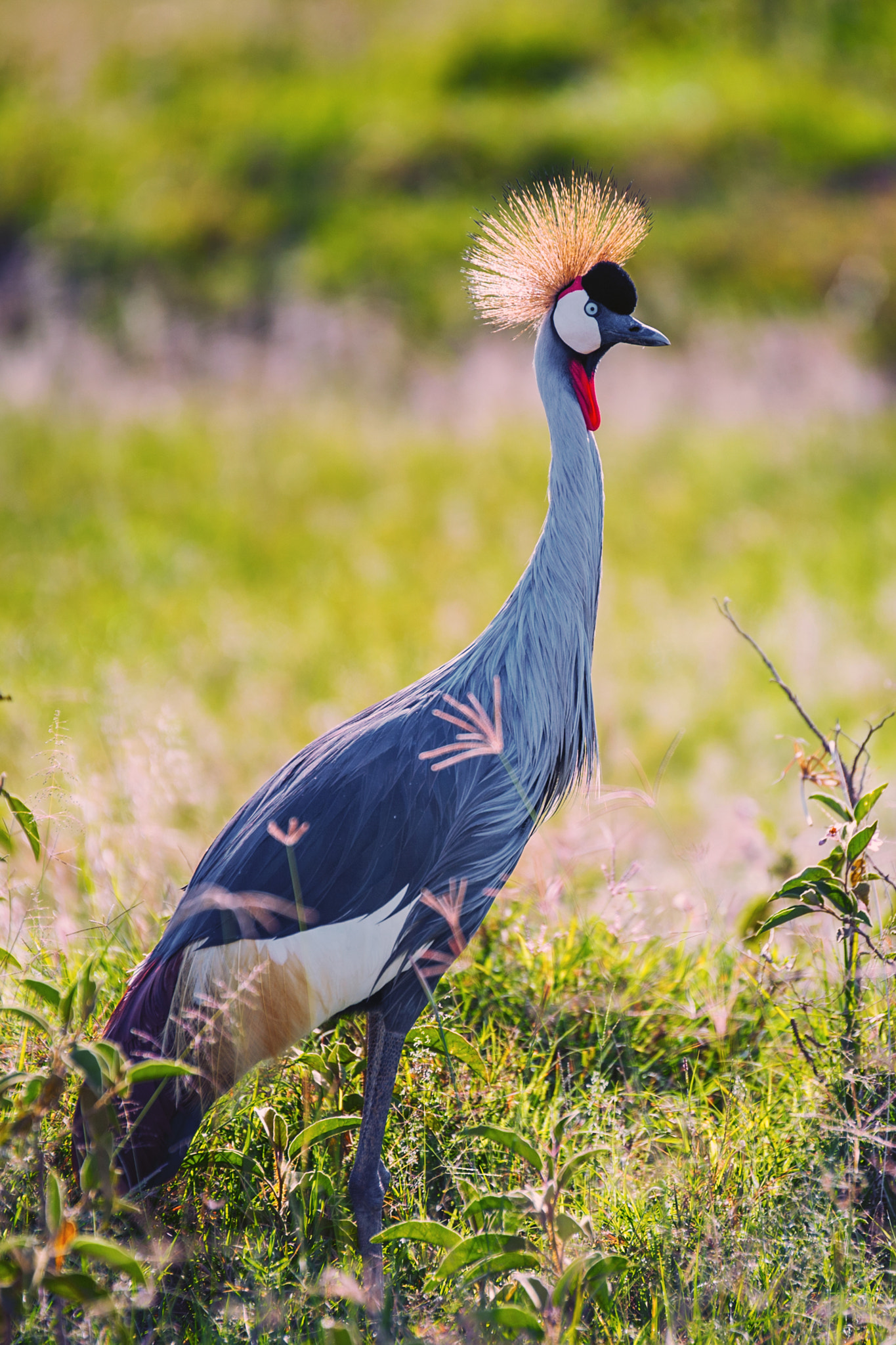 Nikon D3S sample photo. Grey crowned crane photography