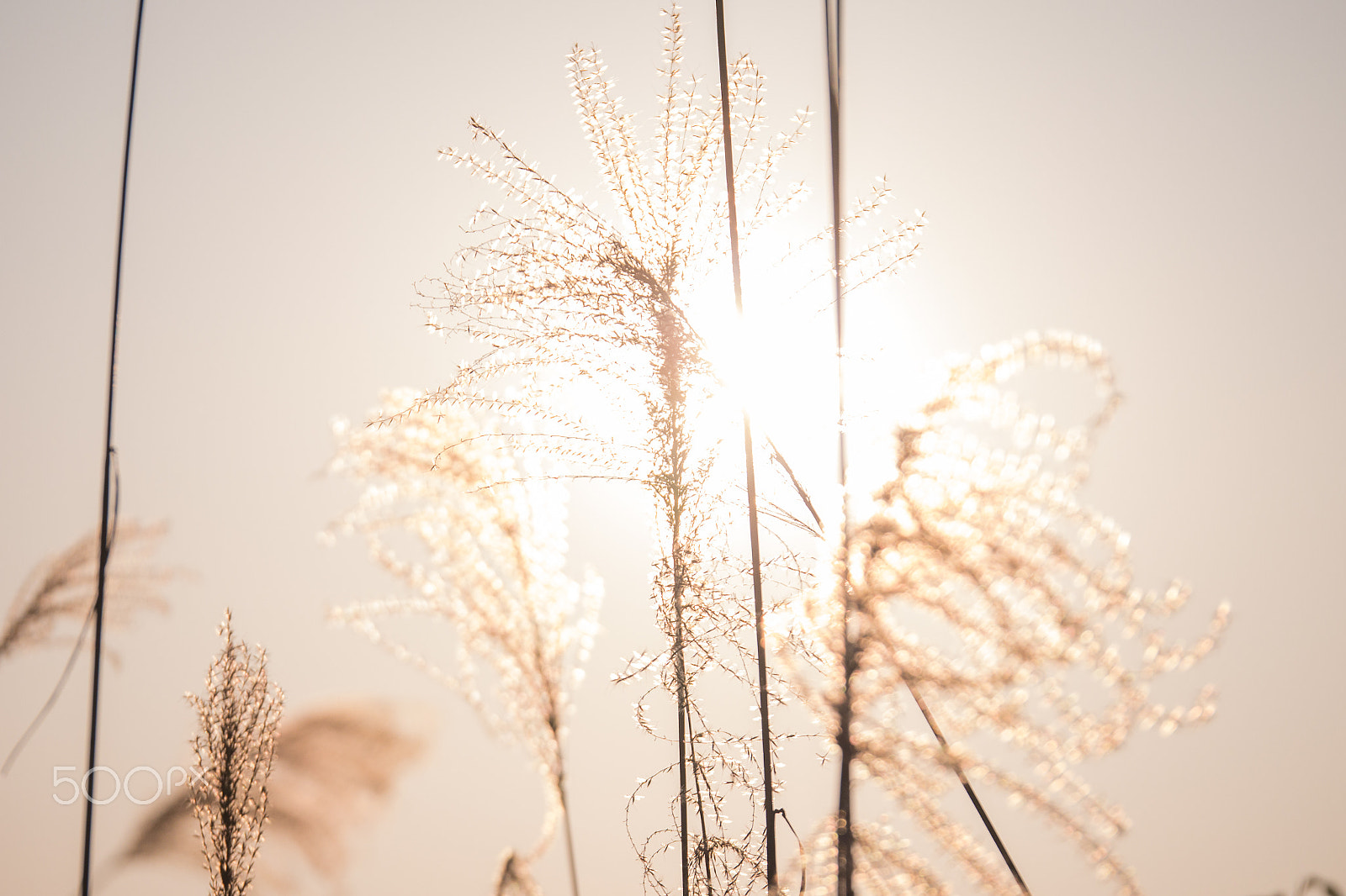 Panasonic Lumix G X Vario 35-100mm F2.8 OIS sample photo. Miscanthus photography