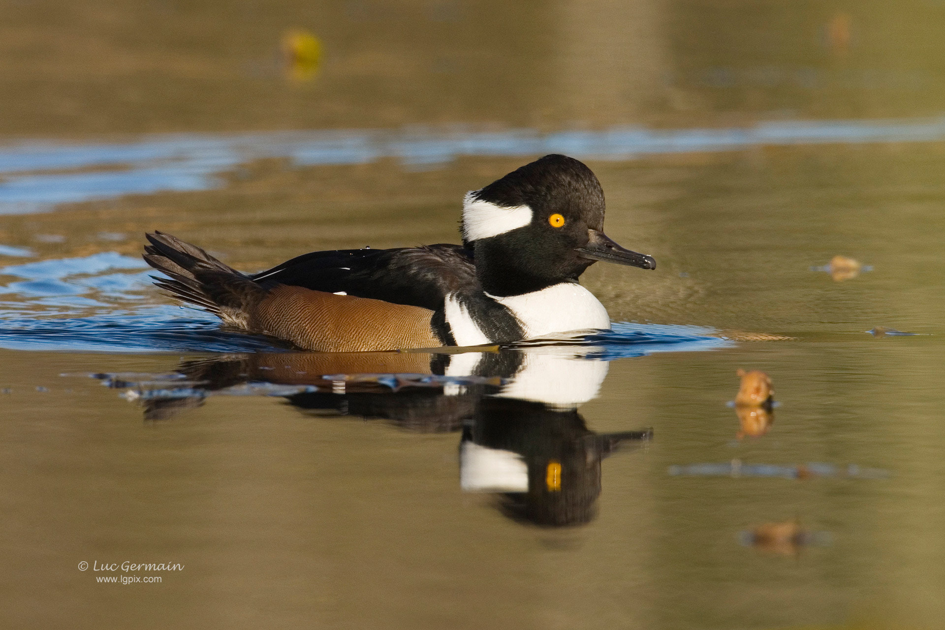 Canon EF 500mm F4L IS USM sample photo. Hooded merganser photography