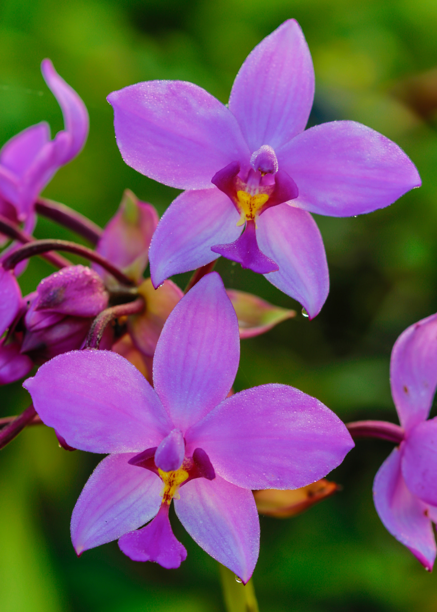Canon EOS 7D Mark II + Canon EF 100mm F2.8 Macro USM sample photo. Philippine ground orchid photography