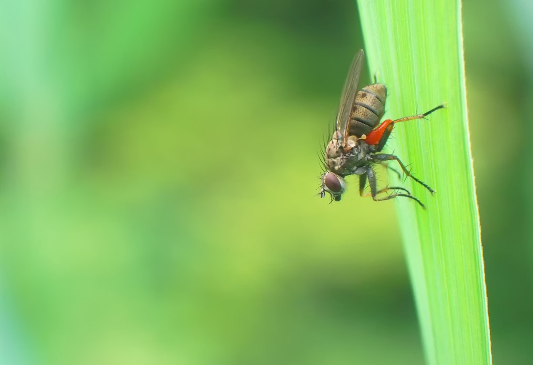Kodak EASYSHARE M530 DIGITAL CAMERA sample photo. A tiny fly photography