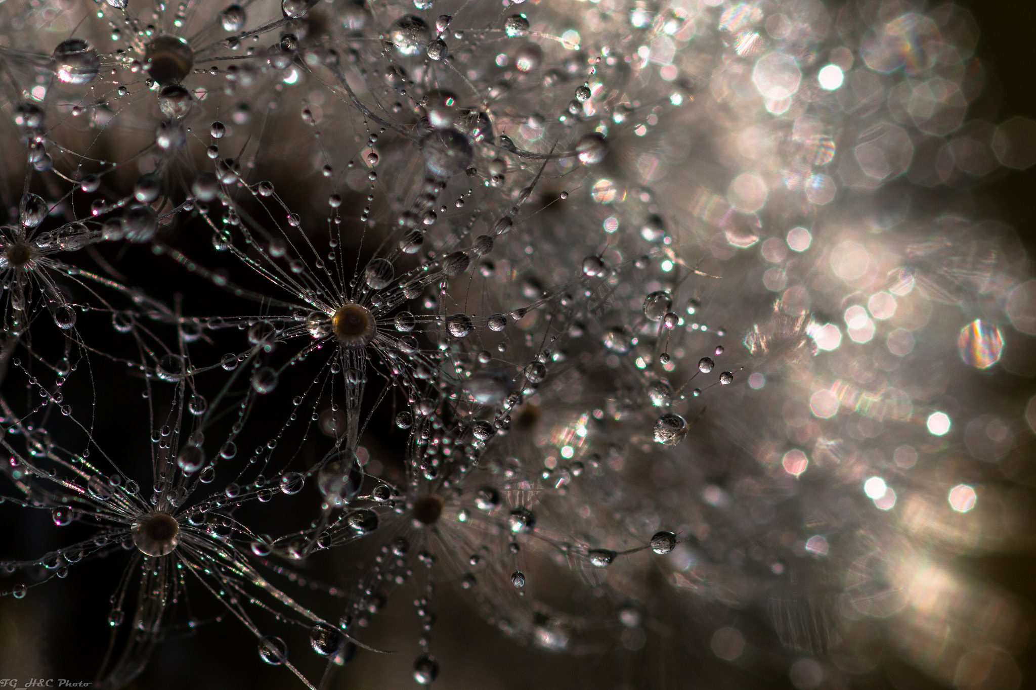 Canon EF 100mm F2.8 Macro USM sample photo. Dandellion photography