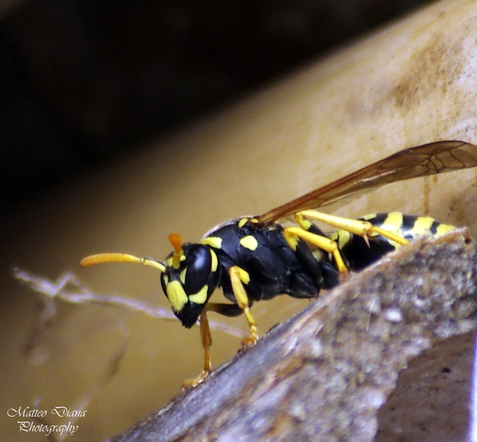 Pentax K-5 sample photo. Polistes dominula (christ, 1791) photography