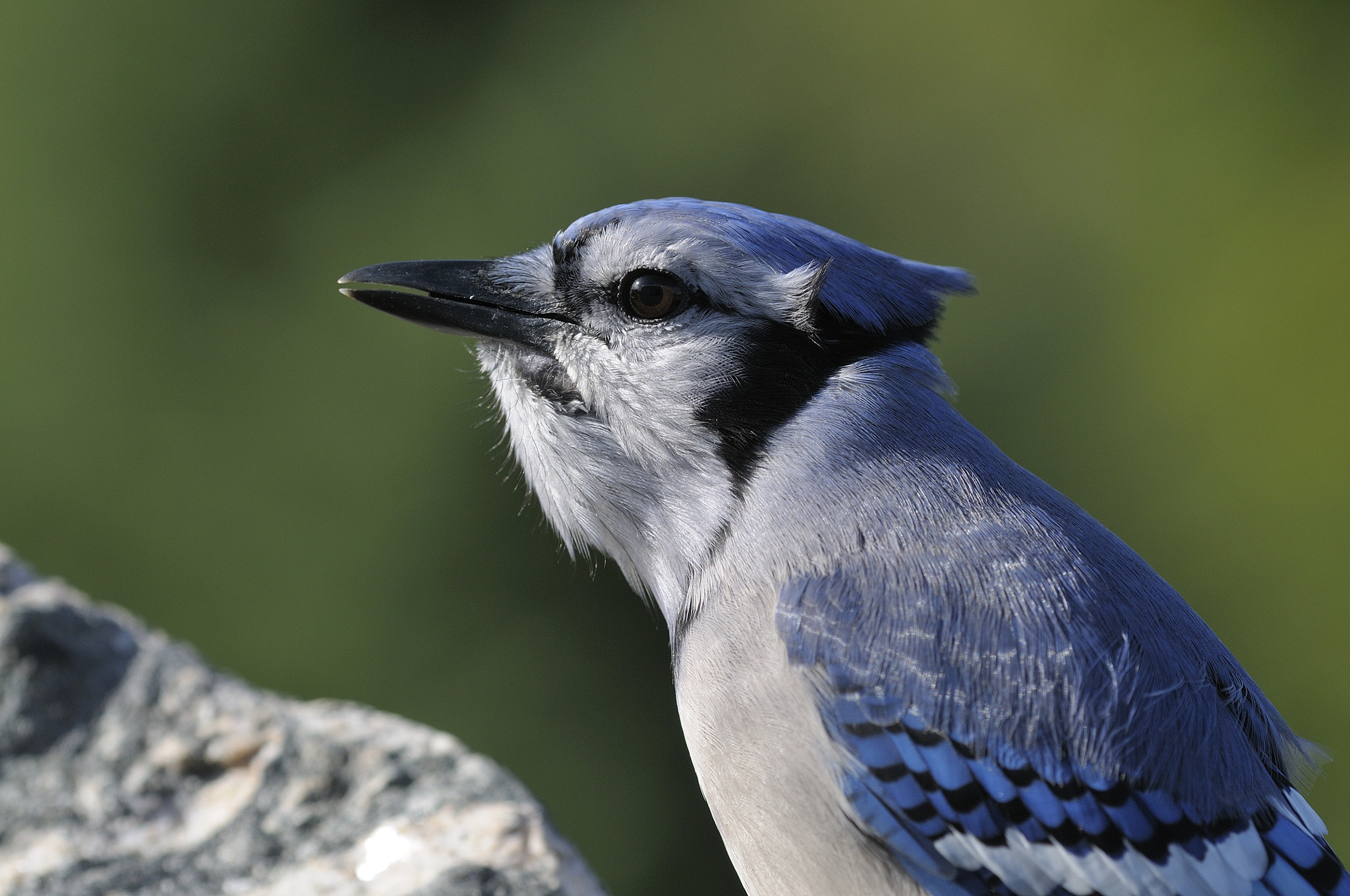Nikon D300S + Nikon AF Micro-Nikkor 200mm F4D ED-IF sample photo. Geai bleu, cyanocitta cristata, blue jay photography