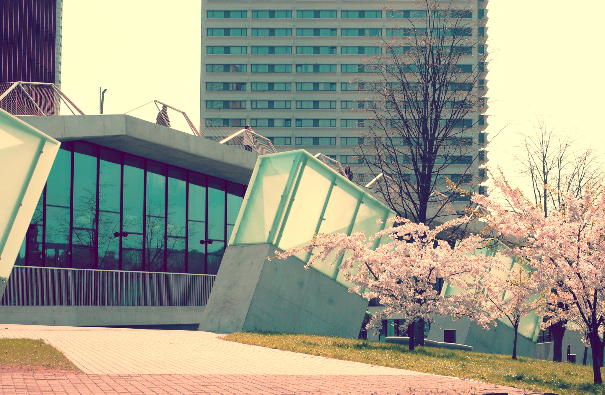 Nikon D40 + Nikon AF Nikkor 50mm F1.8D sample photo. Sakura flowering photography