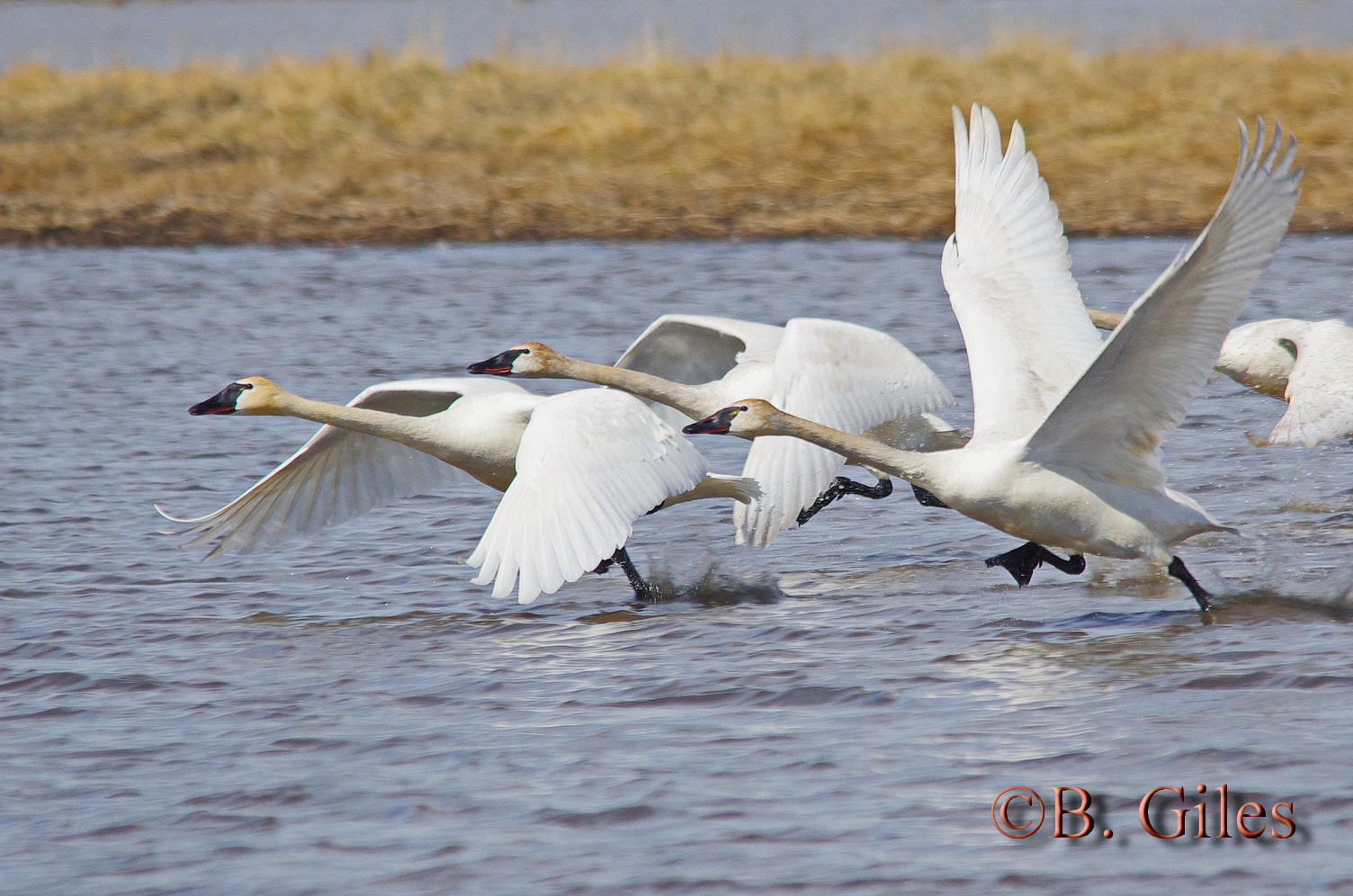 Sigma 150-500mm F5-6.3 DG OS HSM sample photo. Take off photography