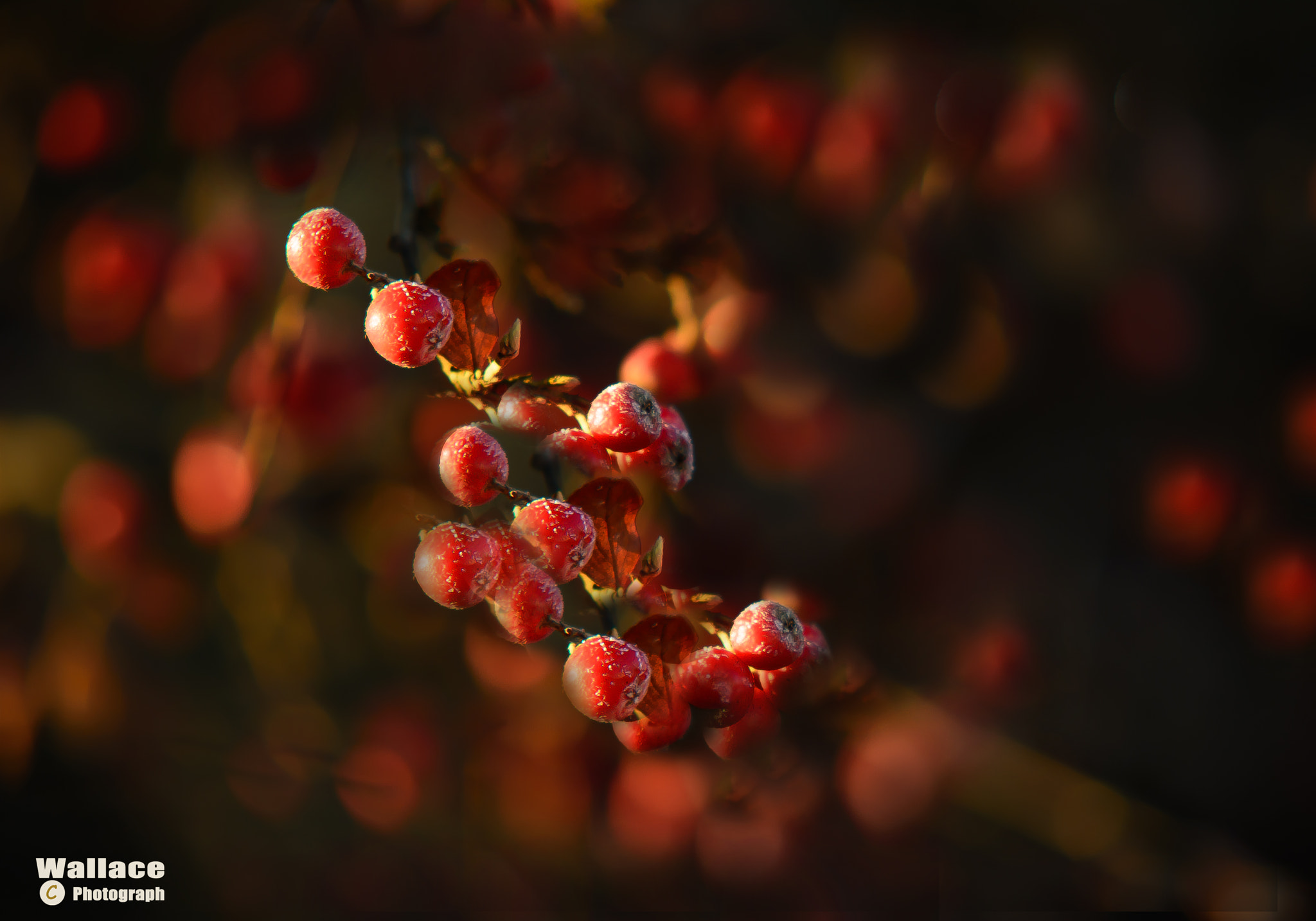 Nikon D5200 + Sigma 50-150mm F2.8 EX APO DC HSM II sample photo. Frozen red berries photography