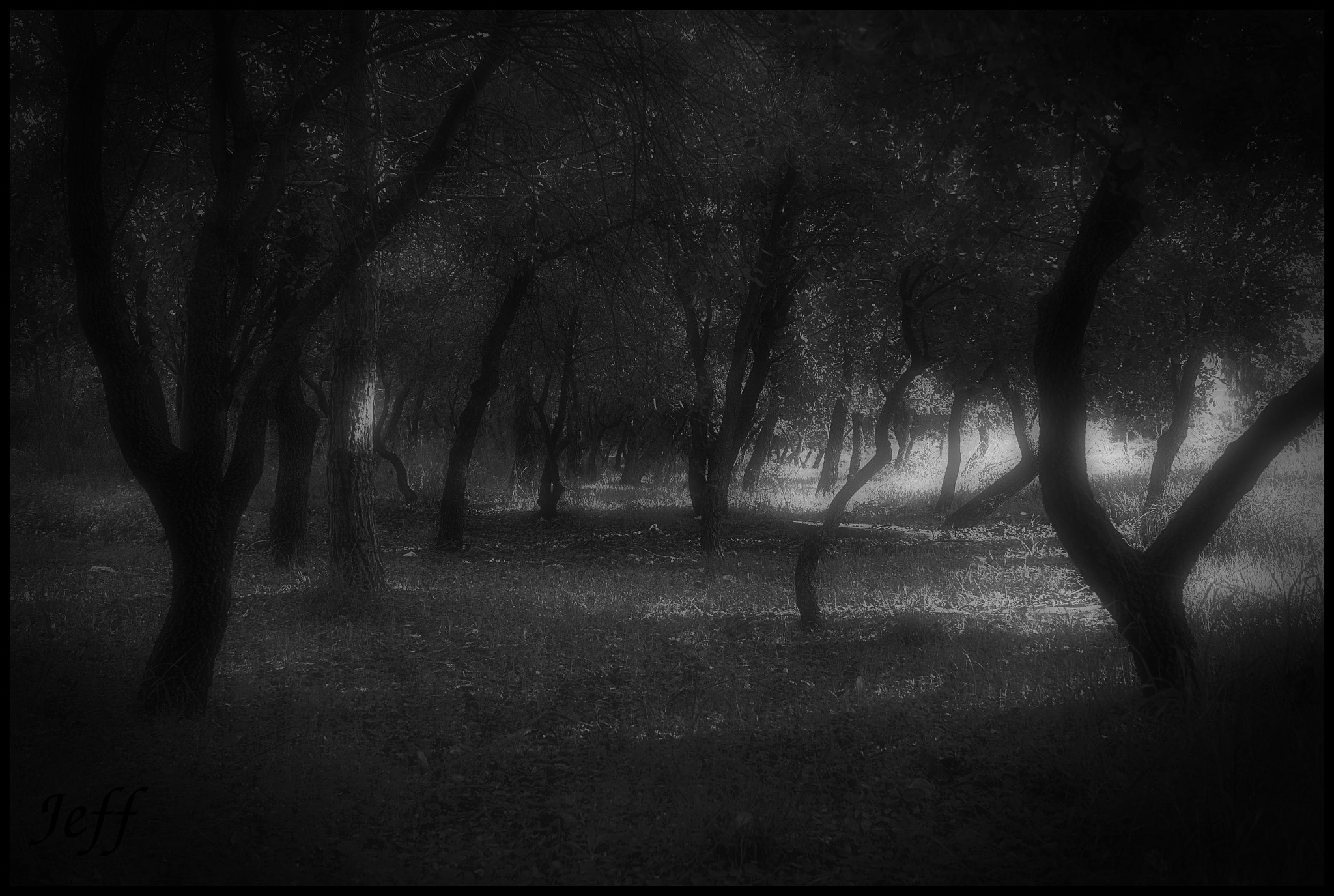 Sony Alpha NEX-5N sample photo. Dark woods photography