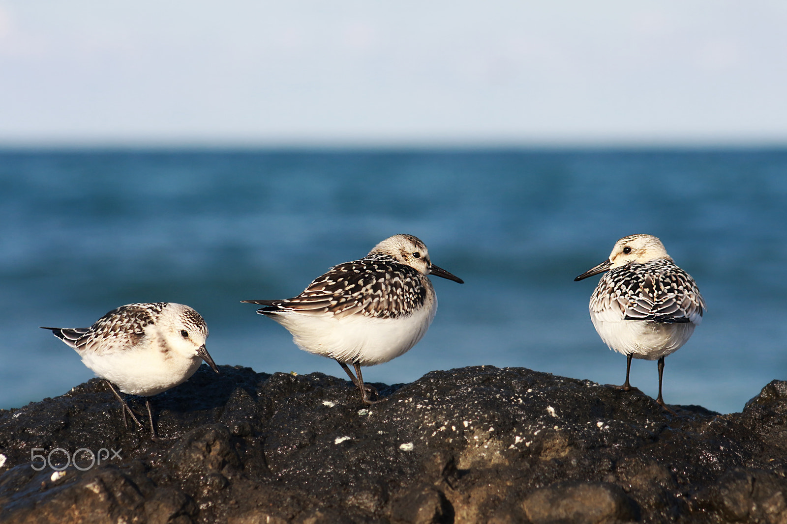 Canon EF 75-300mm f/4-5.6 USM sample photo. Ak kumkuşu (calidris alba) photography
