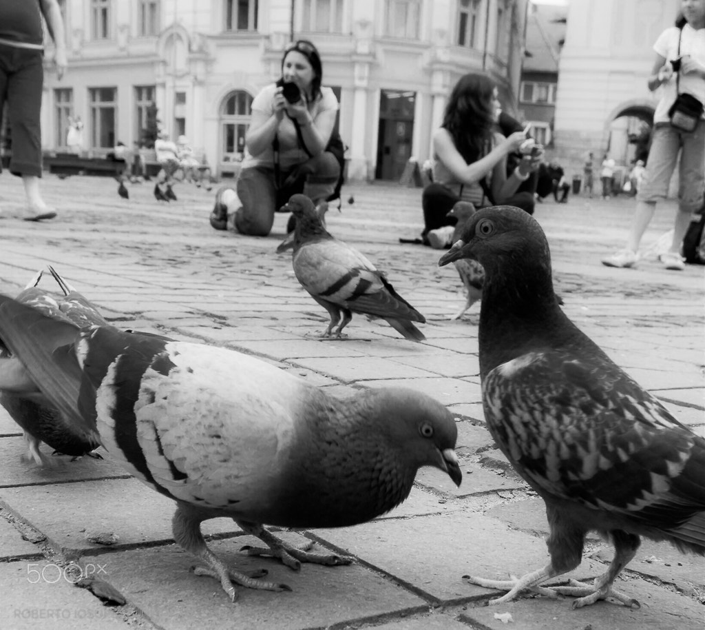 Canon EOS 450D (EOS Rebel XSi / EOS Kiss X2) + Tokina AT-X Pro 12-24mm F4 (IF) DX sample photo. Pigeons... photography