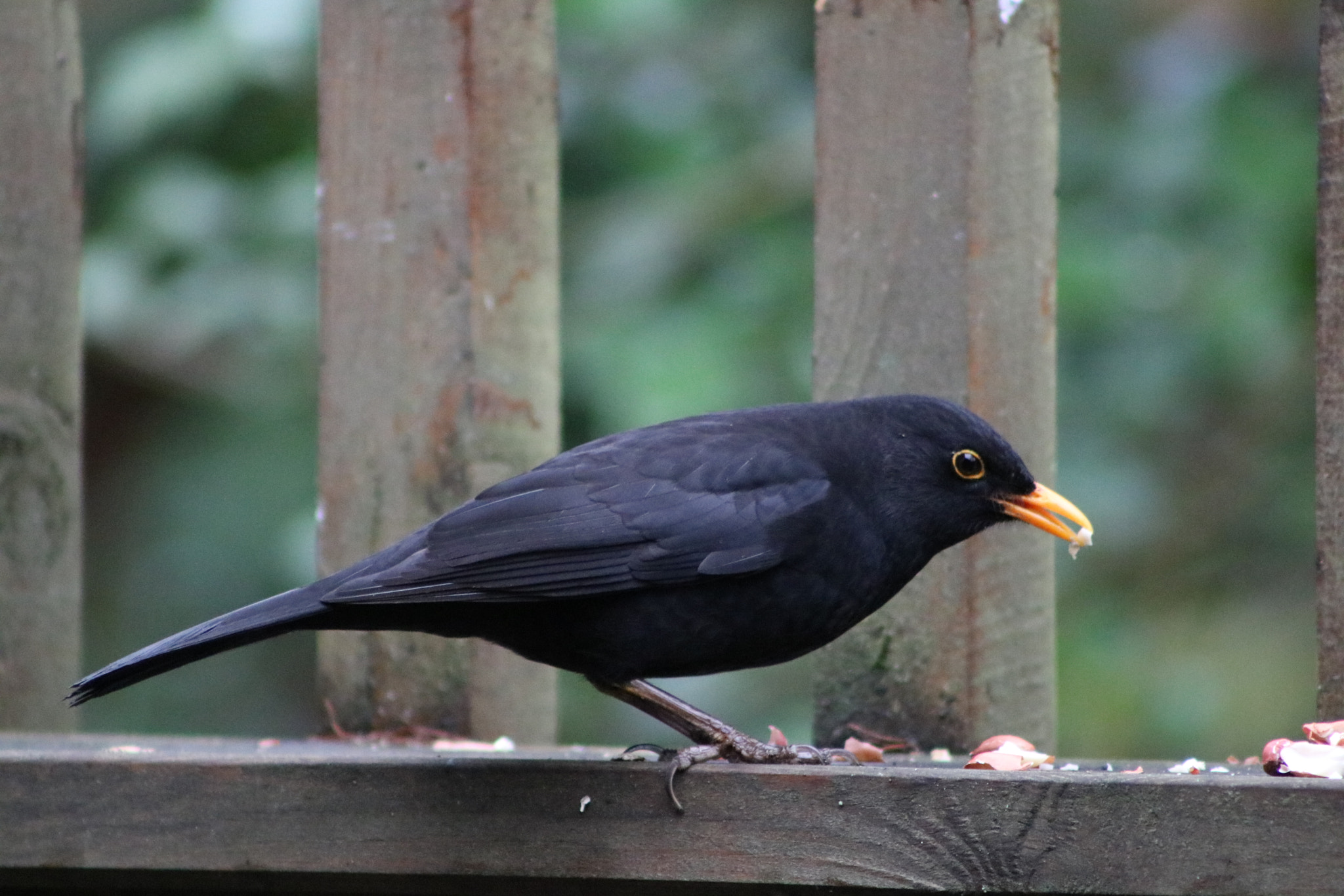 Canon EOS 760D (EOS Rebel T6s / EOS 8000D) + EF75-300mm f/4-5.6 sample photo. Blackbird eating nut photography