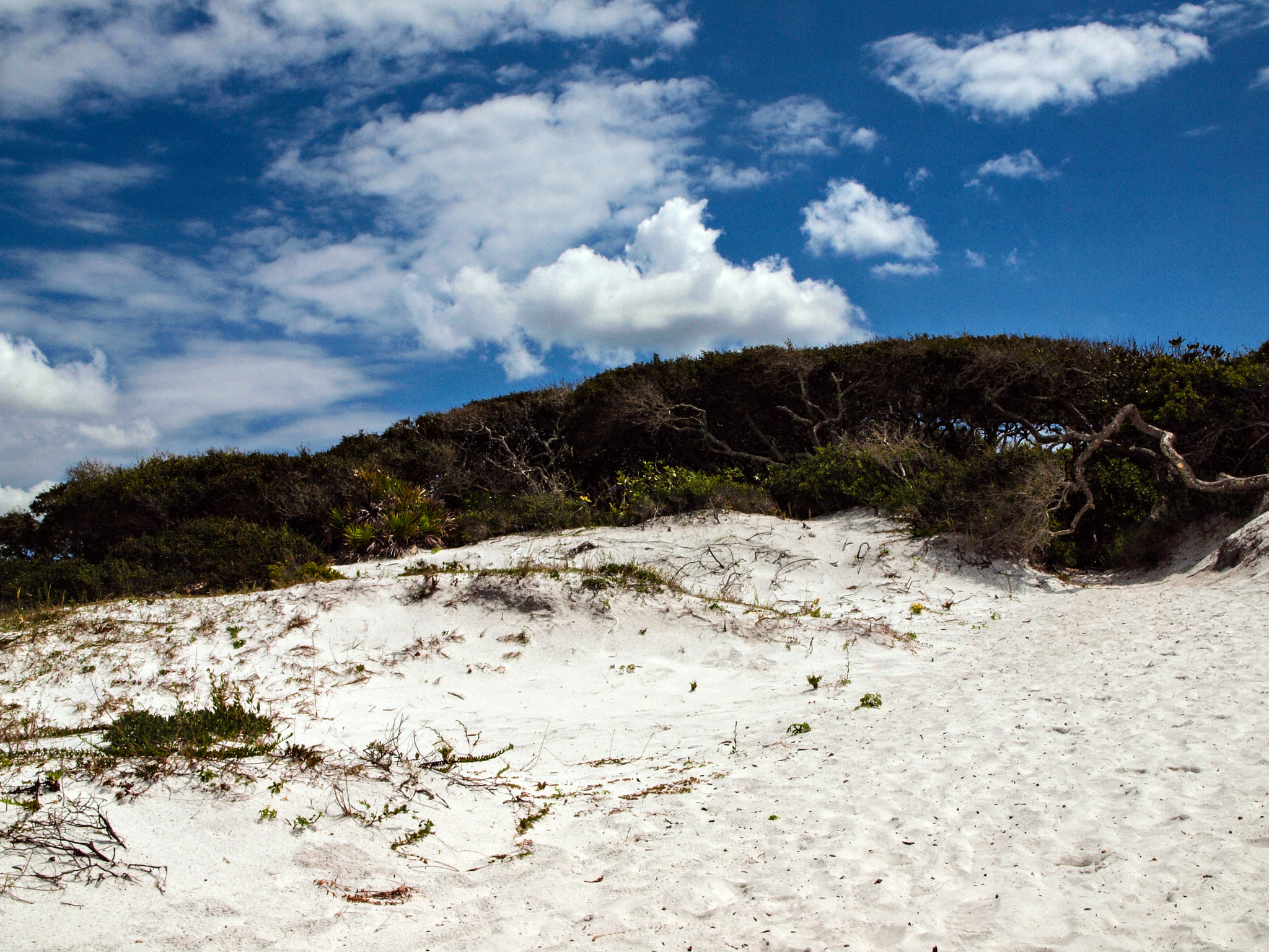 OLYMPUS 14-42mm Lens sample photo. Grayton beach state park nature trail photography