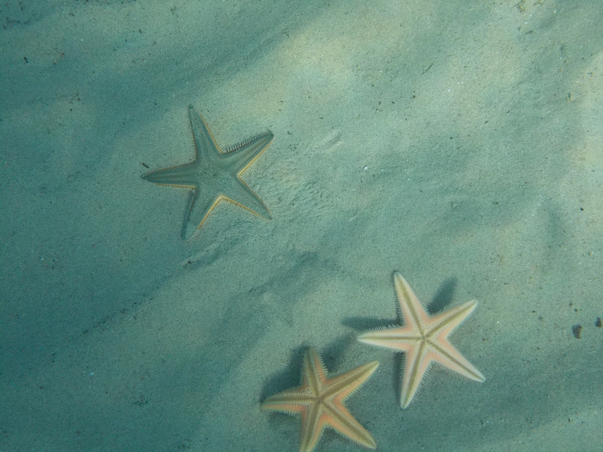 Nikon Coolpix S31 sample photo. Sea stars out for an underwater walk photography