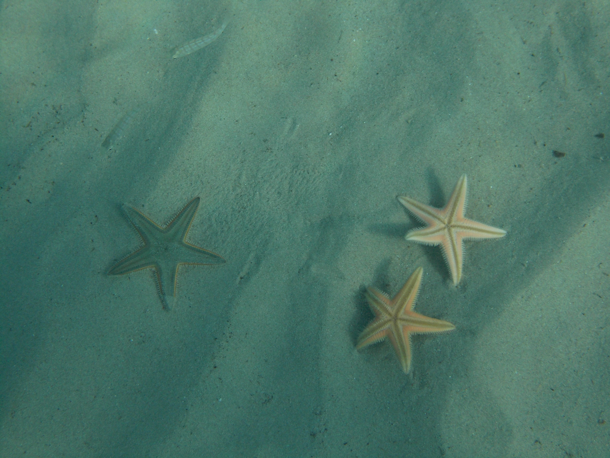 Nikon Coolpix S31 sample photo. Sea stars out for an underwater walk photography