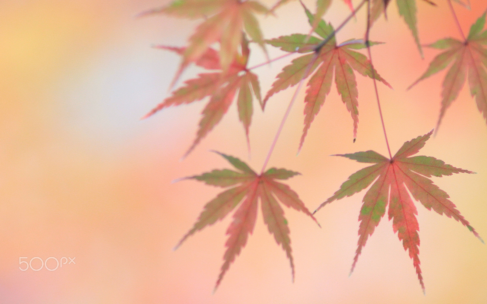 Canon EOS 7D + Canon EF 200mm F2.8L II USM sample photo. Autumn photography
