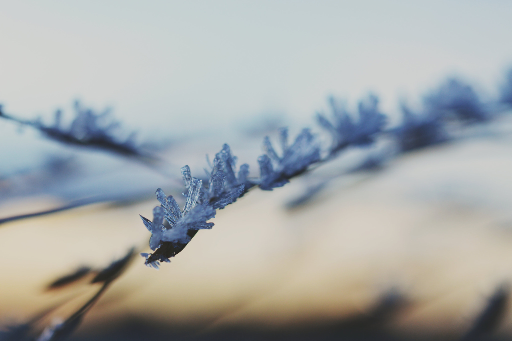 Nikon AF-S Micro-Nikkor 60mm F2.8G ED sample photo. Winter has arrived ❄  photography