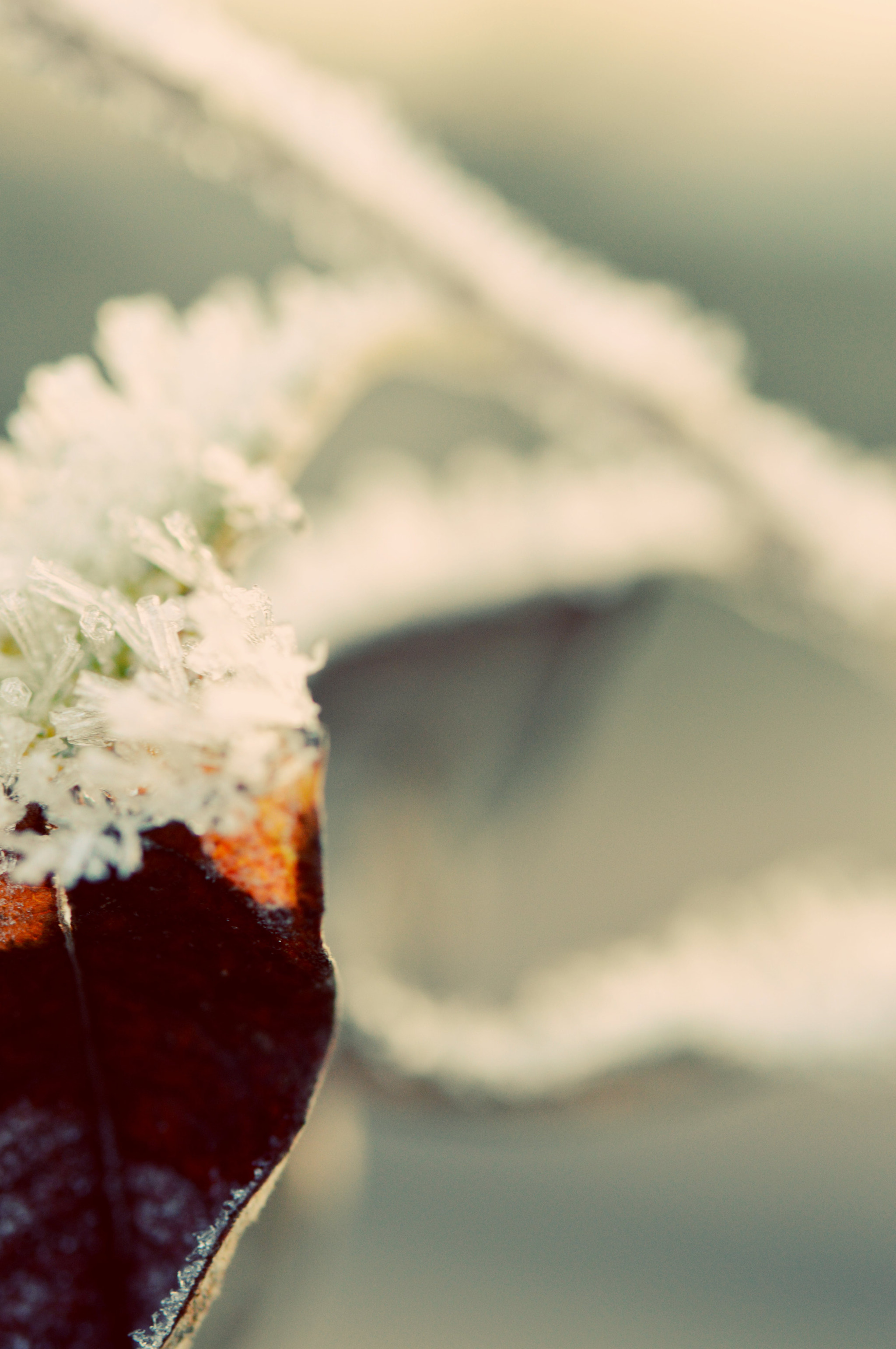 Nikon AF-S Micro-Nikkor 60mm F2.8G ED sample photo. Frost on a leaf  photography