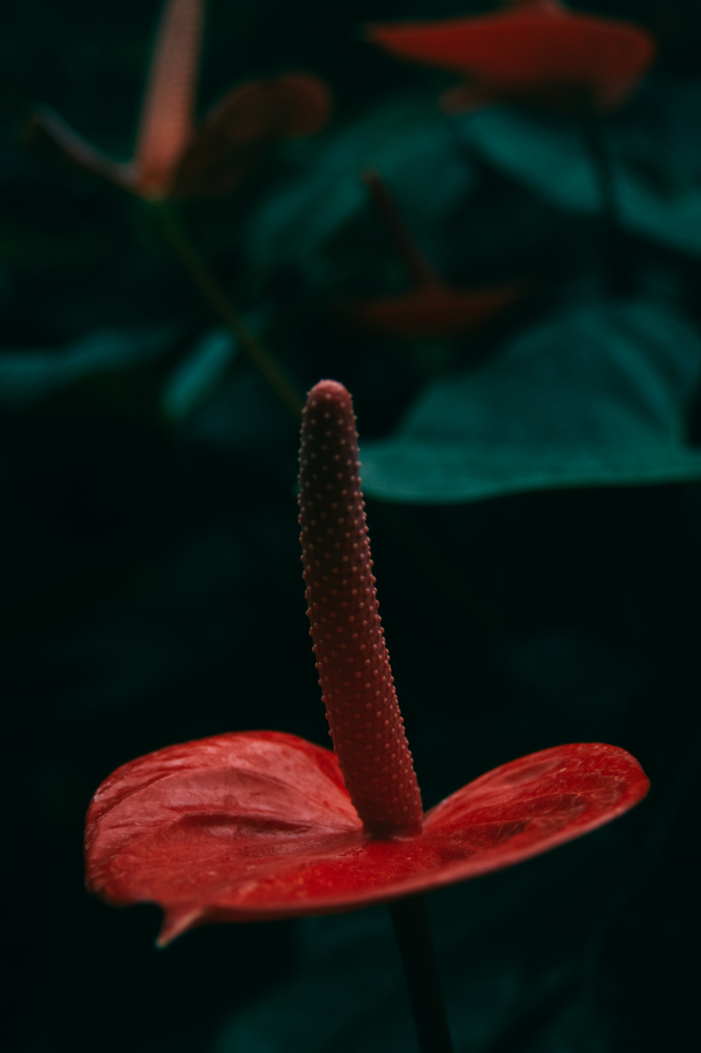 AF Zoom-Nikkor 28-80mm f/3.3-5.6G sample photo. Dark red desire. photography