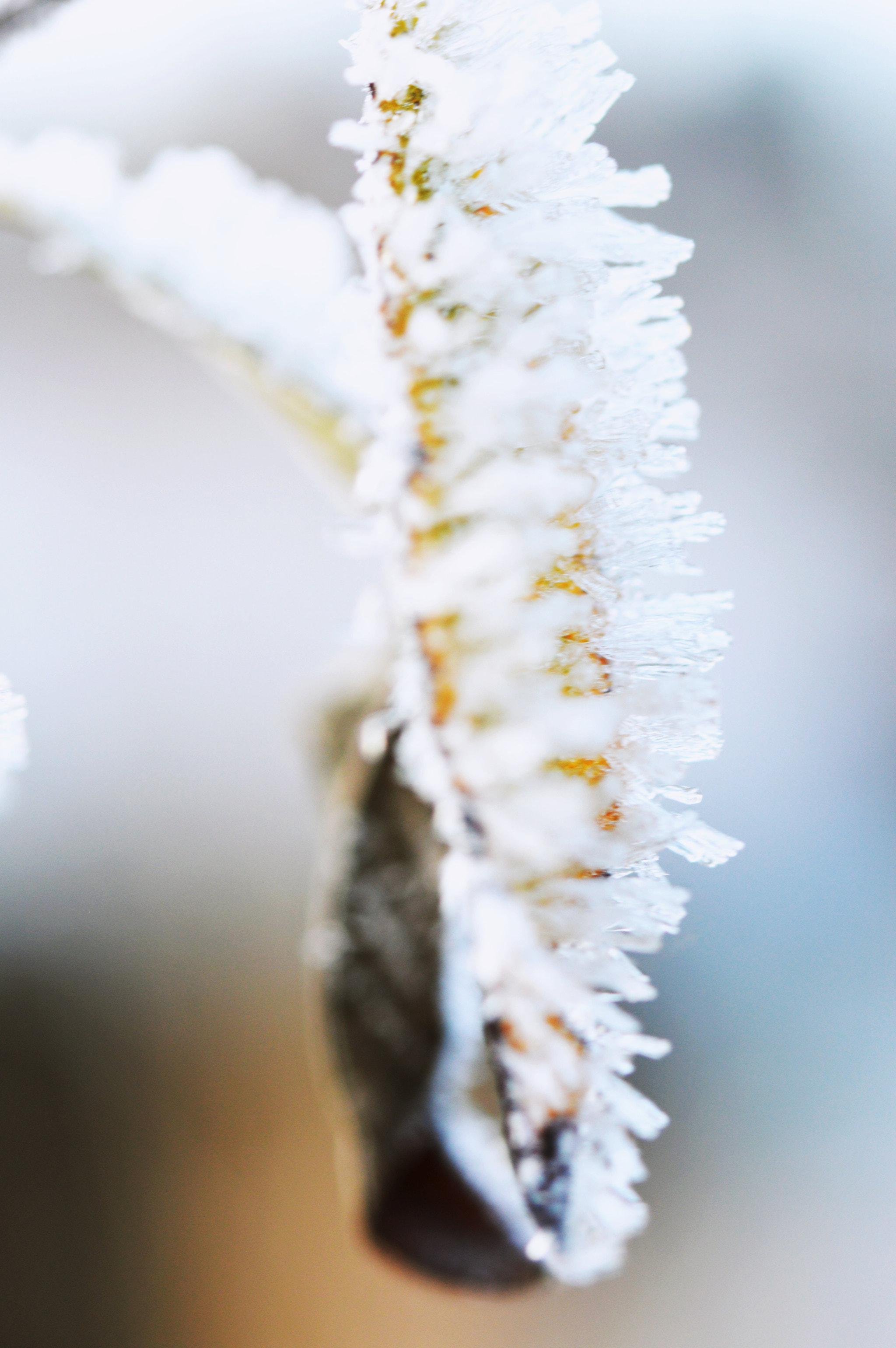 Nikon AF-S Micro-Nikkor 60mm F2.8G ED sample photo. Frost on frost  photography