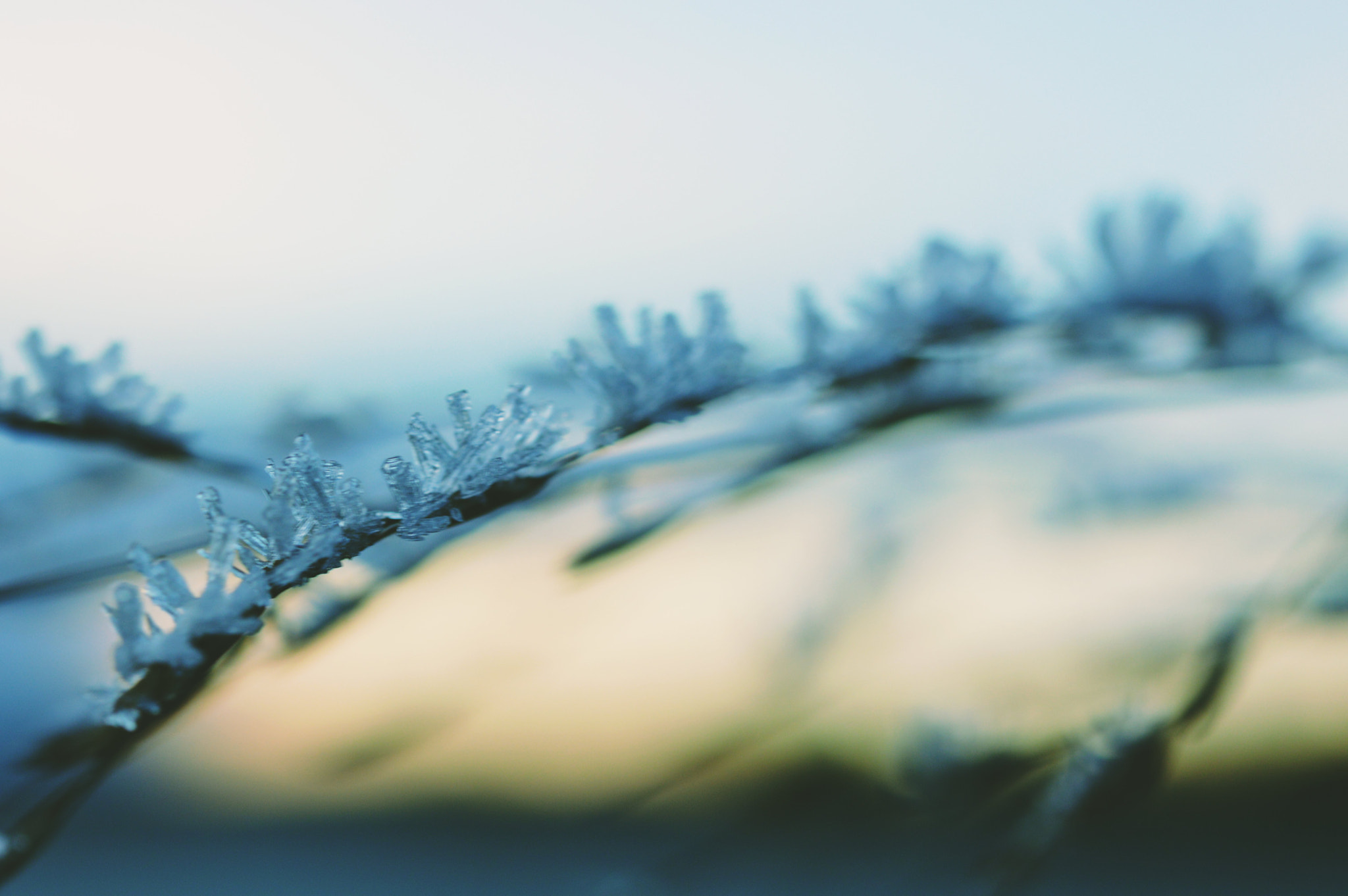Nikon AF-S Micro-Nikkor 60mm F2.8G ED sample photo. Cold photos  photography