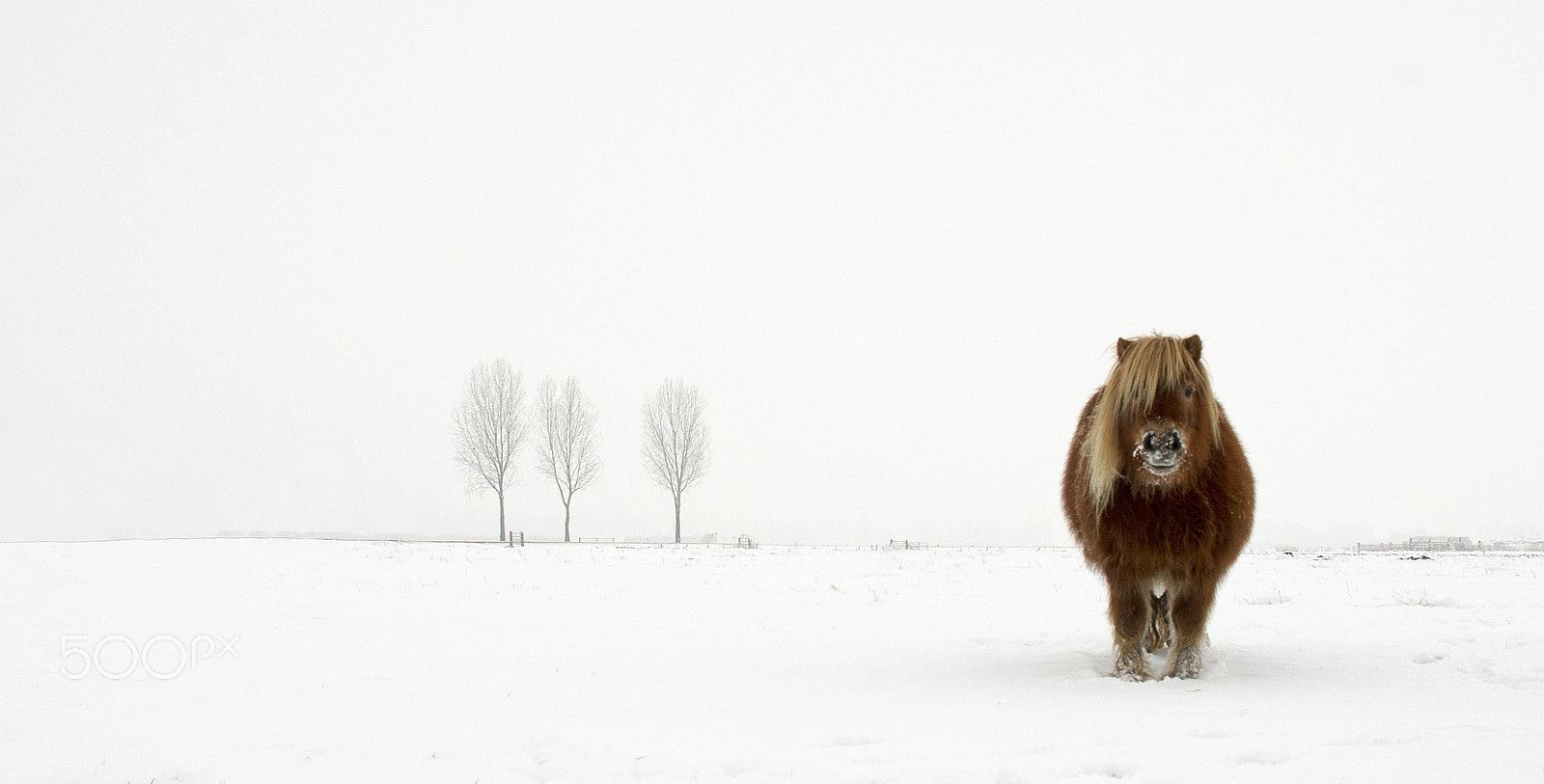 Sony Alpha DSLR-A550 + Sigma 30mm F1.4 EX DC HSM sample photo. The cold pony photography