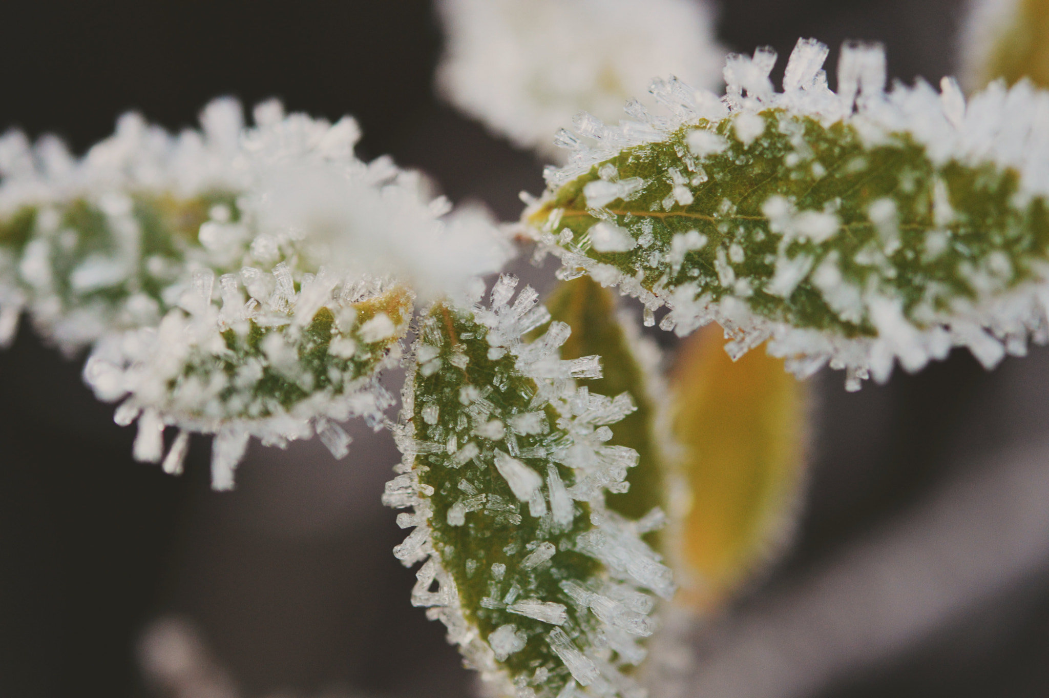 Nikon AF-S Micro-Nikkor 60mm F2.8G ED sample photo. Winter and summer?!  photography
