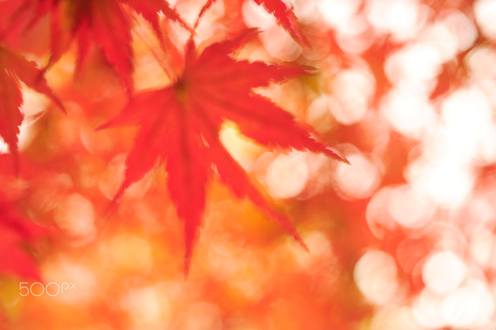 ZEISS Makro-Planar T* 50mm F2 sample photo. Focus photography