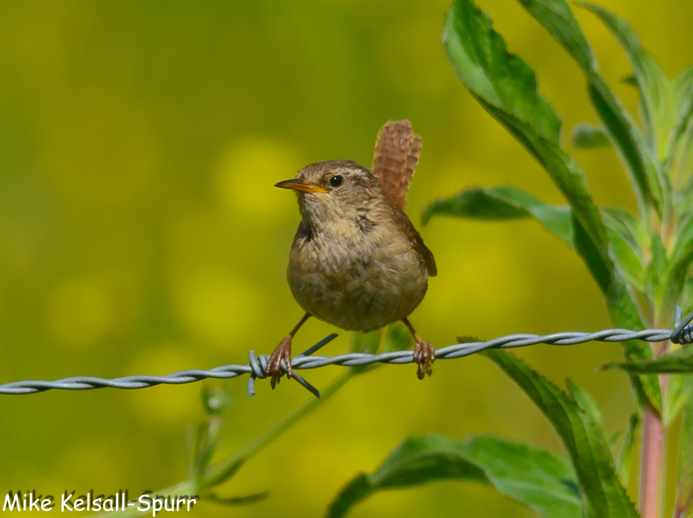 Nikon D3100 + Nikon AF-S Nikkor 300mm F4D ED-IF sample photo. Wren on barbed wire photography