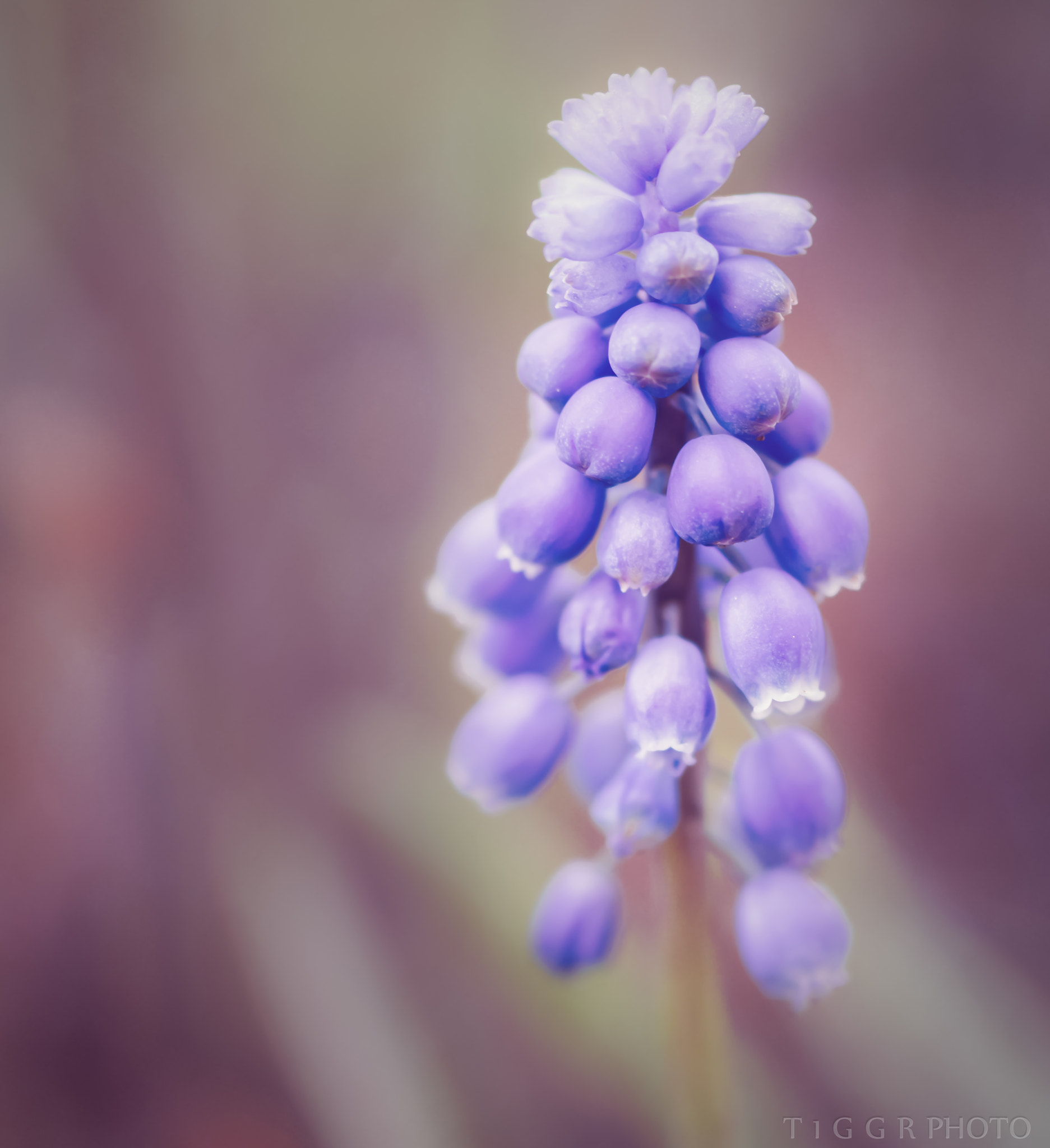 Samsung NX30 + Samsung NX 60mm F2.8 Macro ED OIS SSA sample photo. Bells are ringing photography