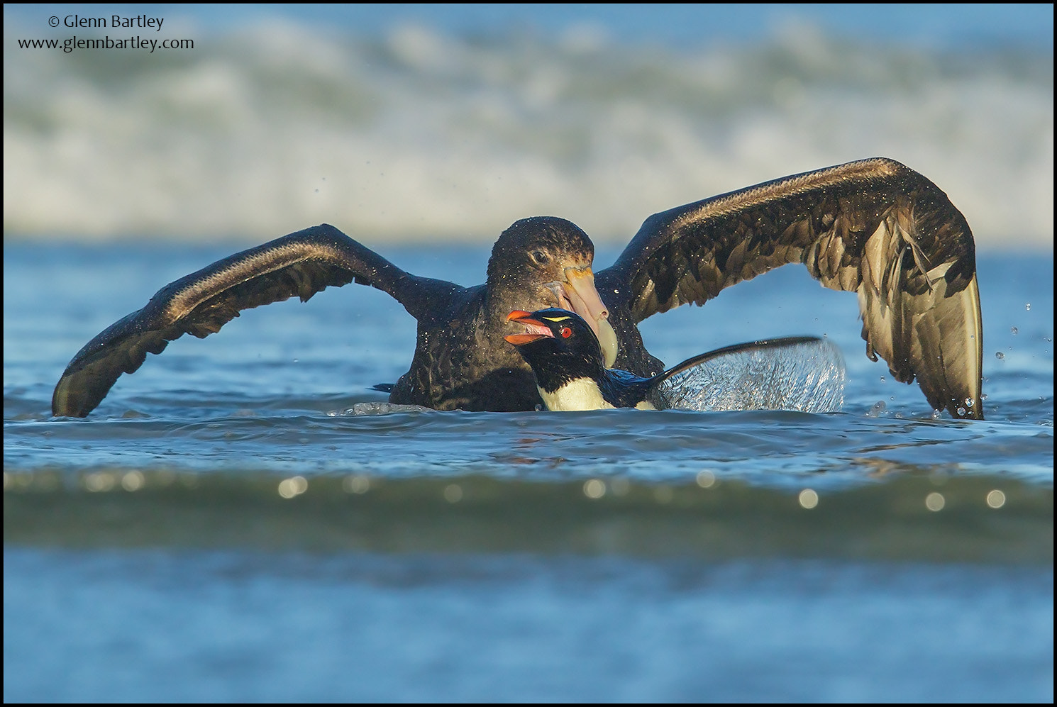 Canon EF 600mm F4L IS II USM sample photo. Rockhopper penguin (eudyptes chrysocome) photography