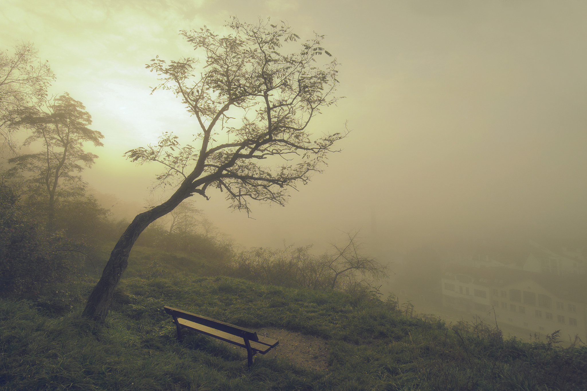Samyang 14mm F2.8 ED AS IF UMC sample photo. Misty morning photography