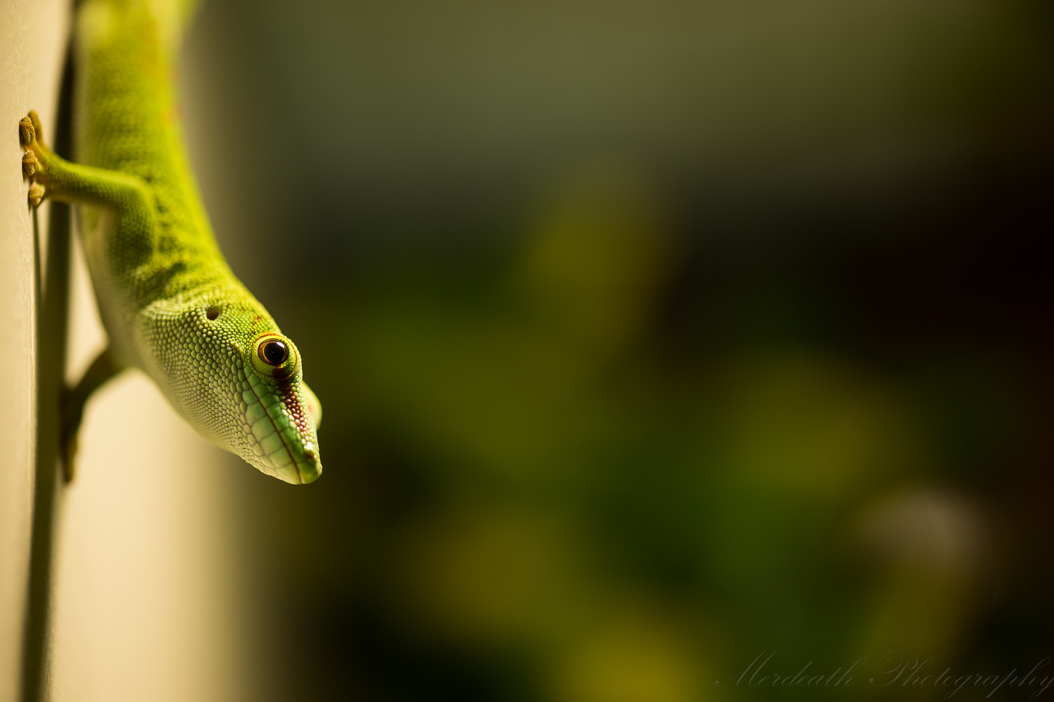 Sony a7 + 105mm F2.8 sample photo. The gecko photography