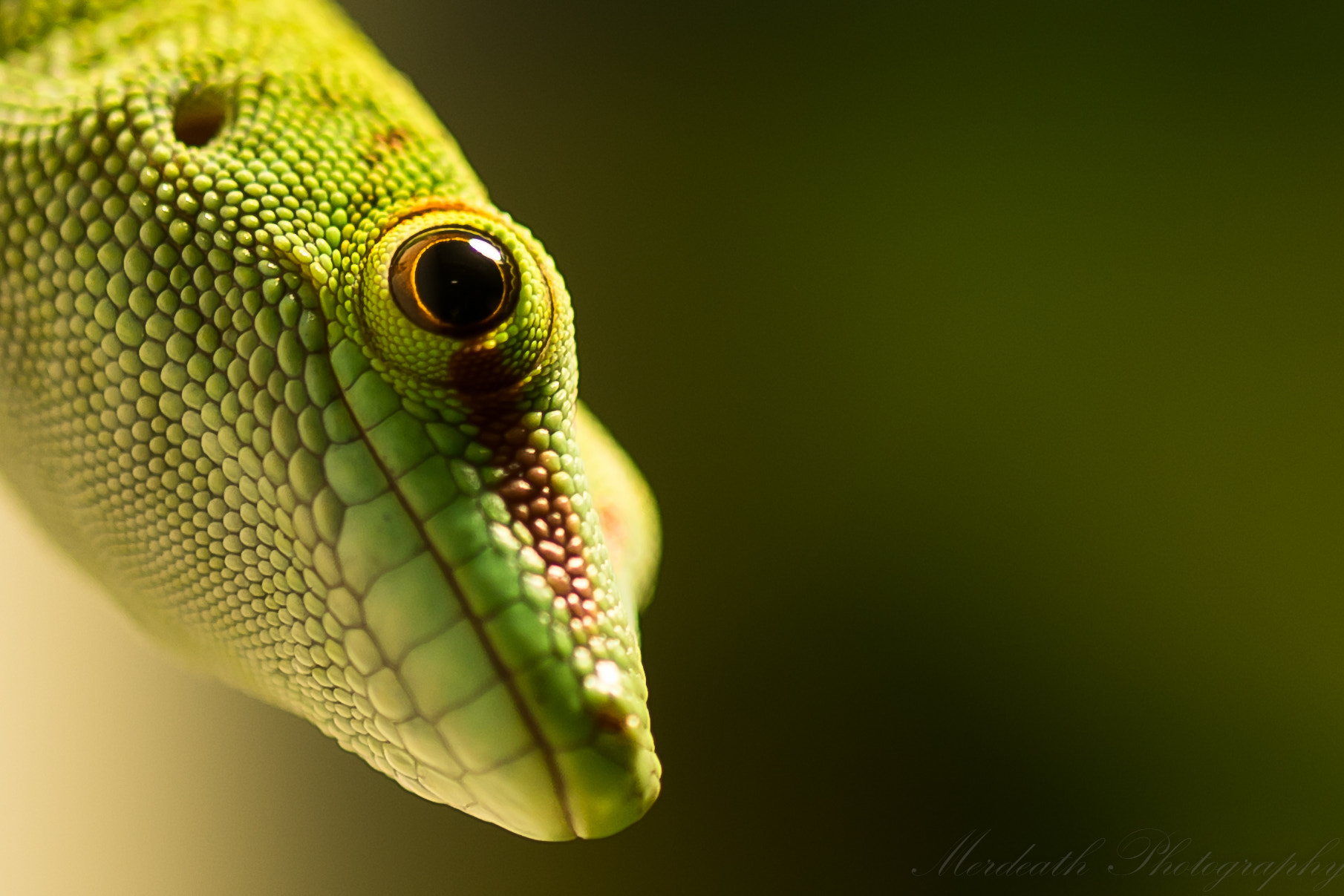 Sony a7 + 105mm F2.8 sample photo. Eye of the gecko photography