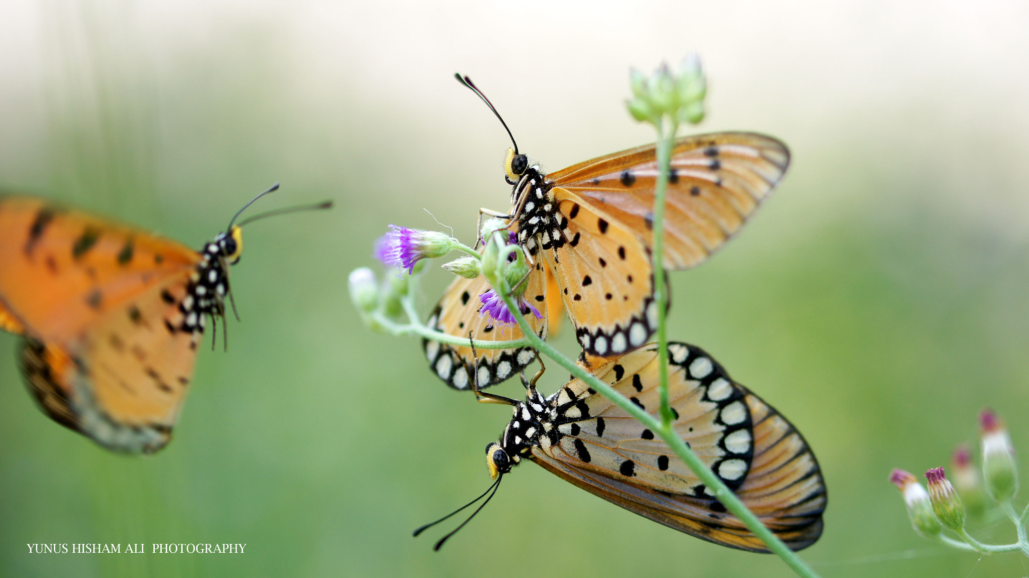 Sony SLT-A55 (SLT-A55V) + 105mm F2.8 sample photo. Butterfly photography