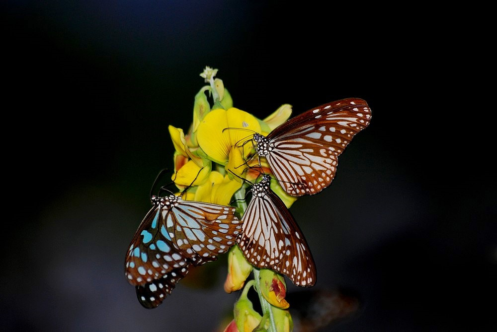 Nikon D80 + Sigma 70-300mm F4-5.6 APO Macro Super II sample photo. Three butterflies photography