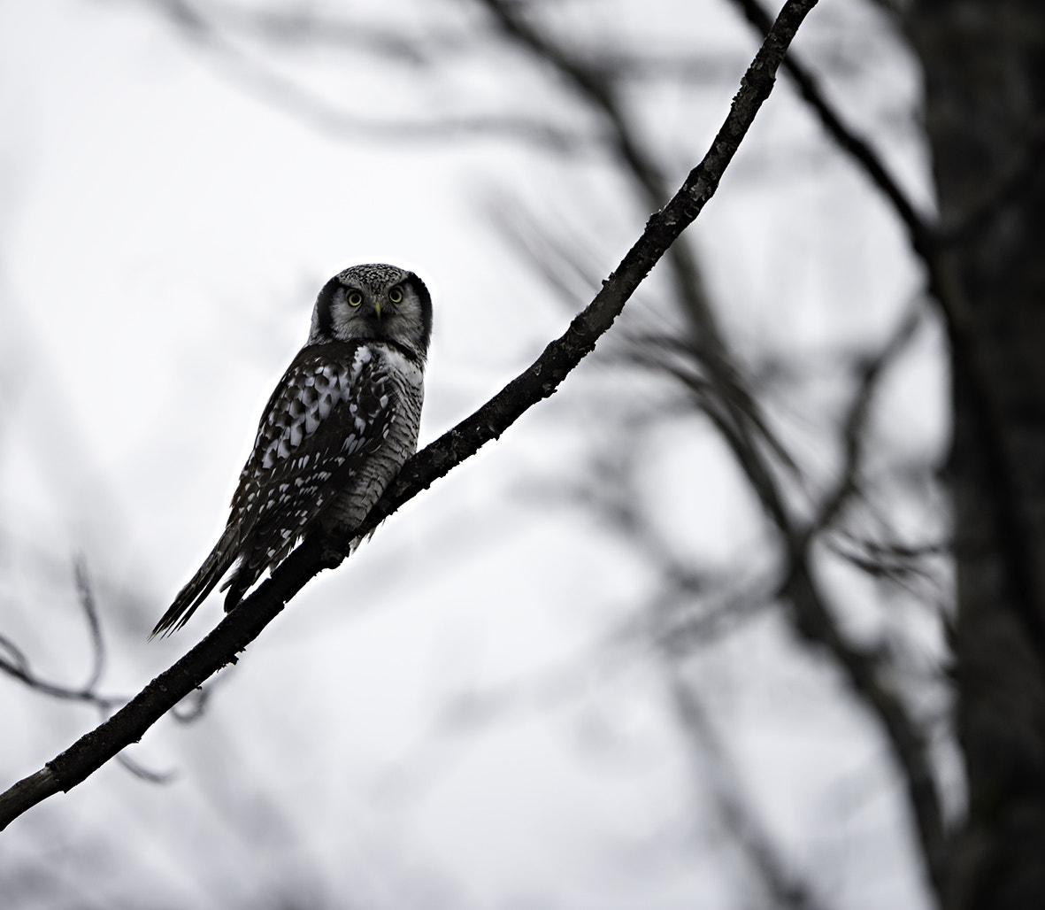 Nikon AF-S Nikkor 400mm F2.8G ED VR II sample photo. Owl photography