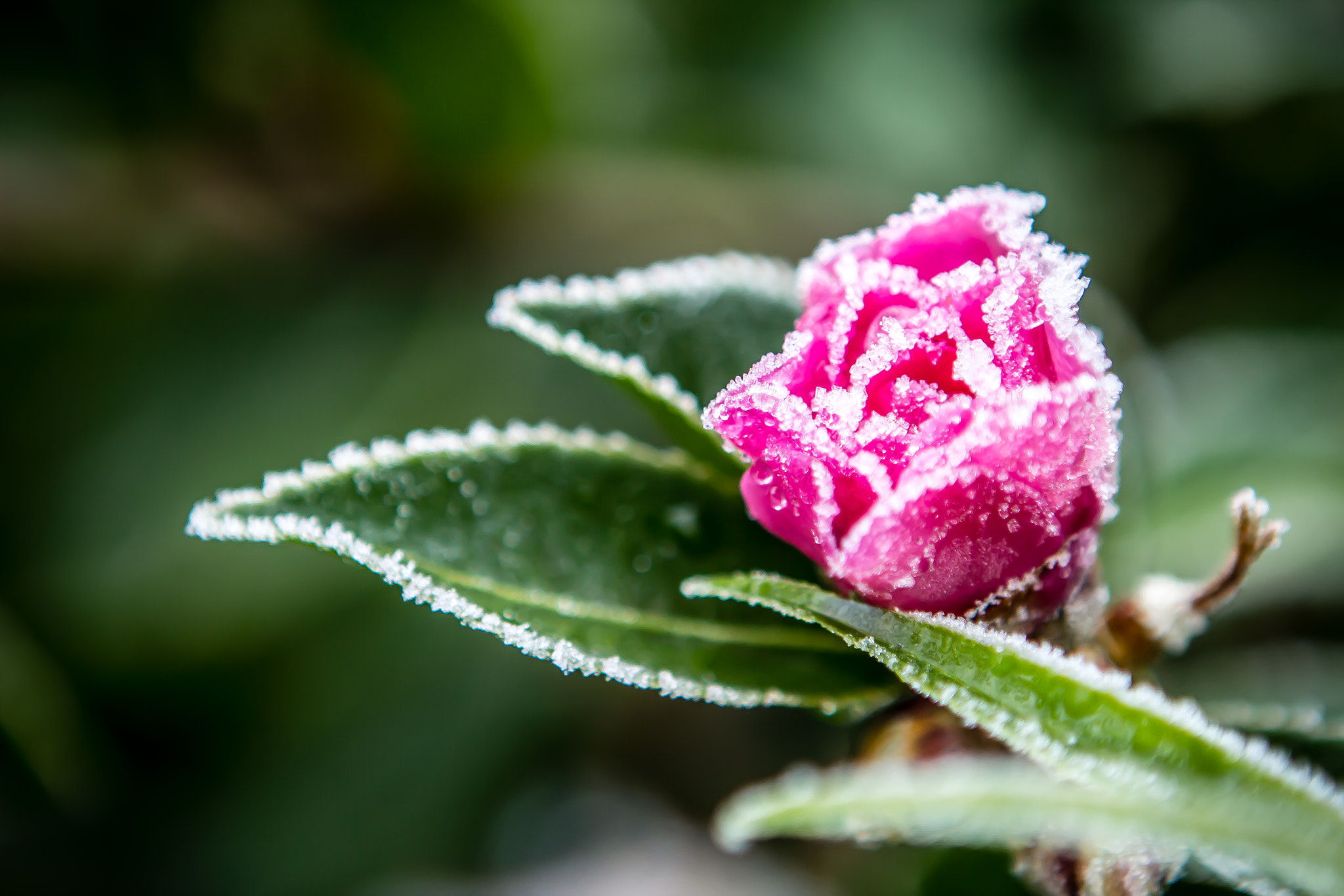 Canon EF 24-70mm F2.8L USM sample photo. Frozen photography