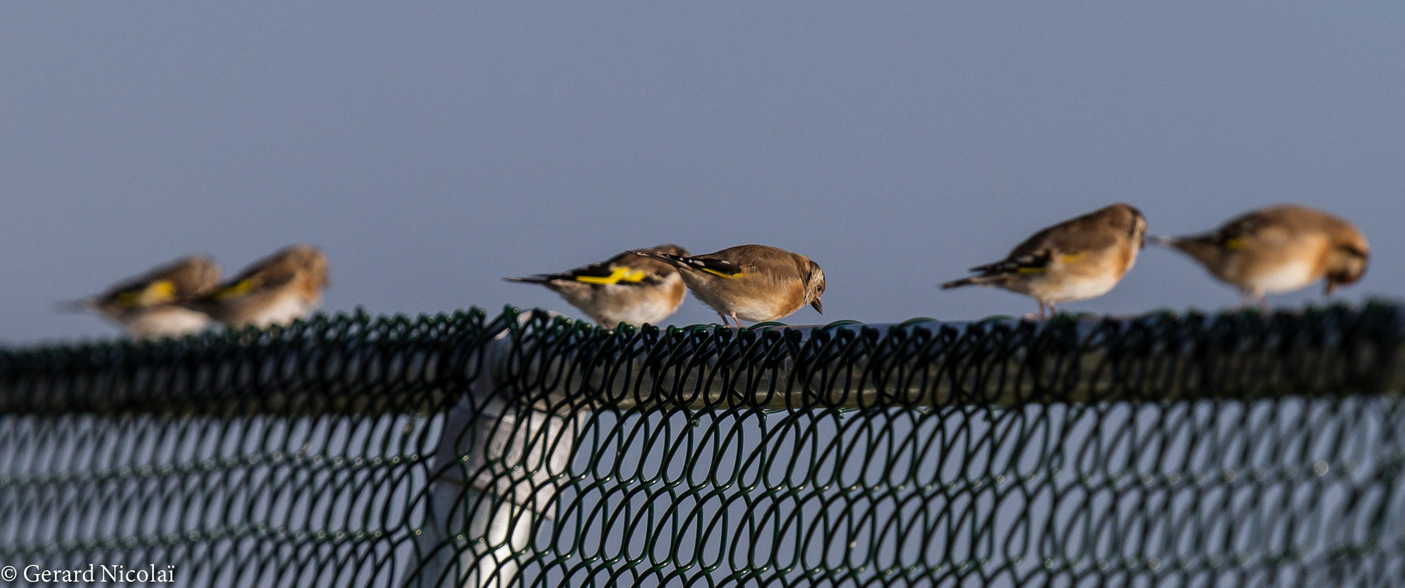 Canon EF 300mm F2.8L IS USM sample photo. Back or front focus? photography