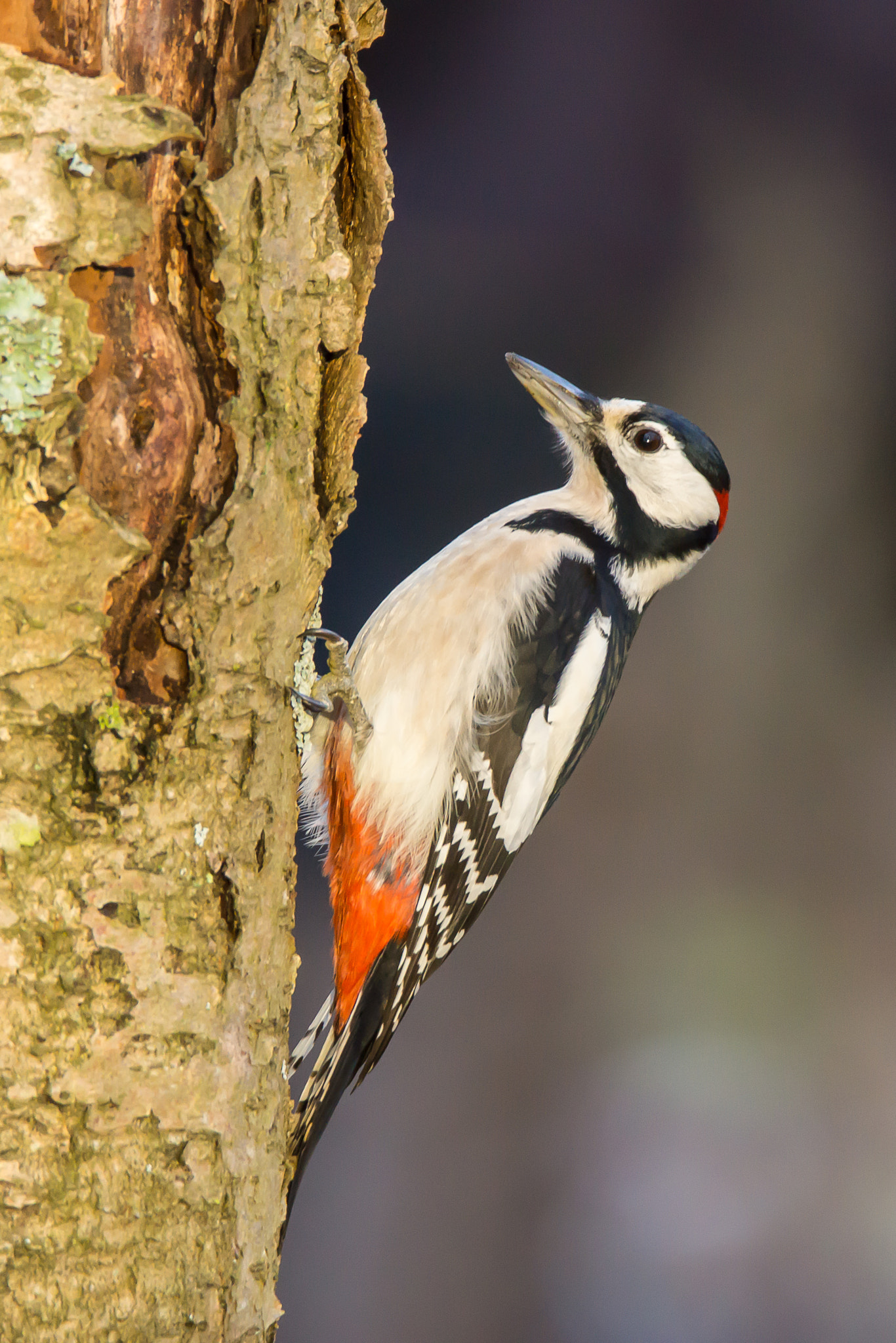 Sony SLT-A65 (SLT-A65V) + Tamron SP 150-600mm F5-6.3 Di VC USD sample photo. Great spotted woodpecker photography