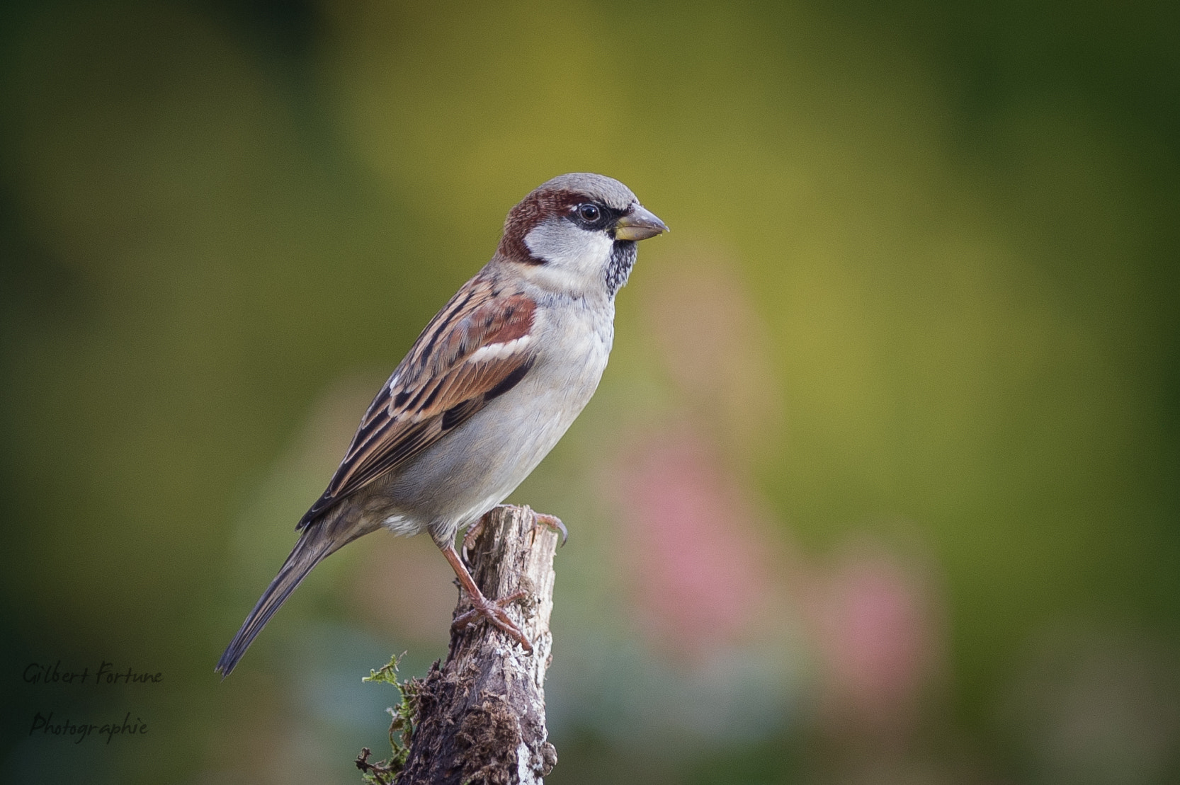 Nikon AF-S Nikkor 300mm F2.8G ED VR II sample photo. Moineau photography