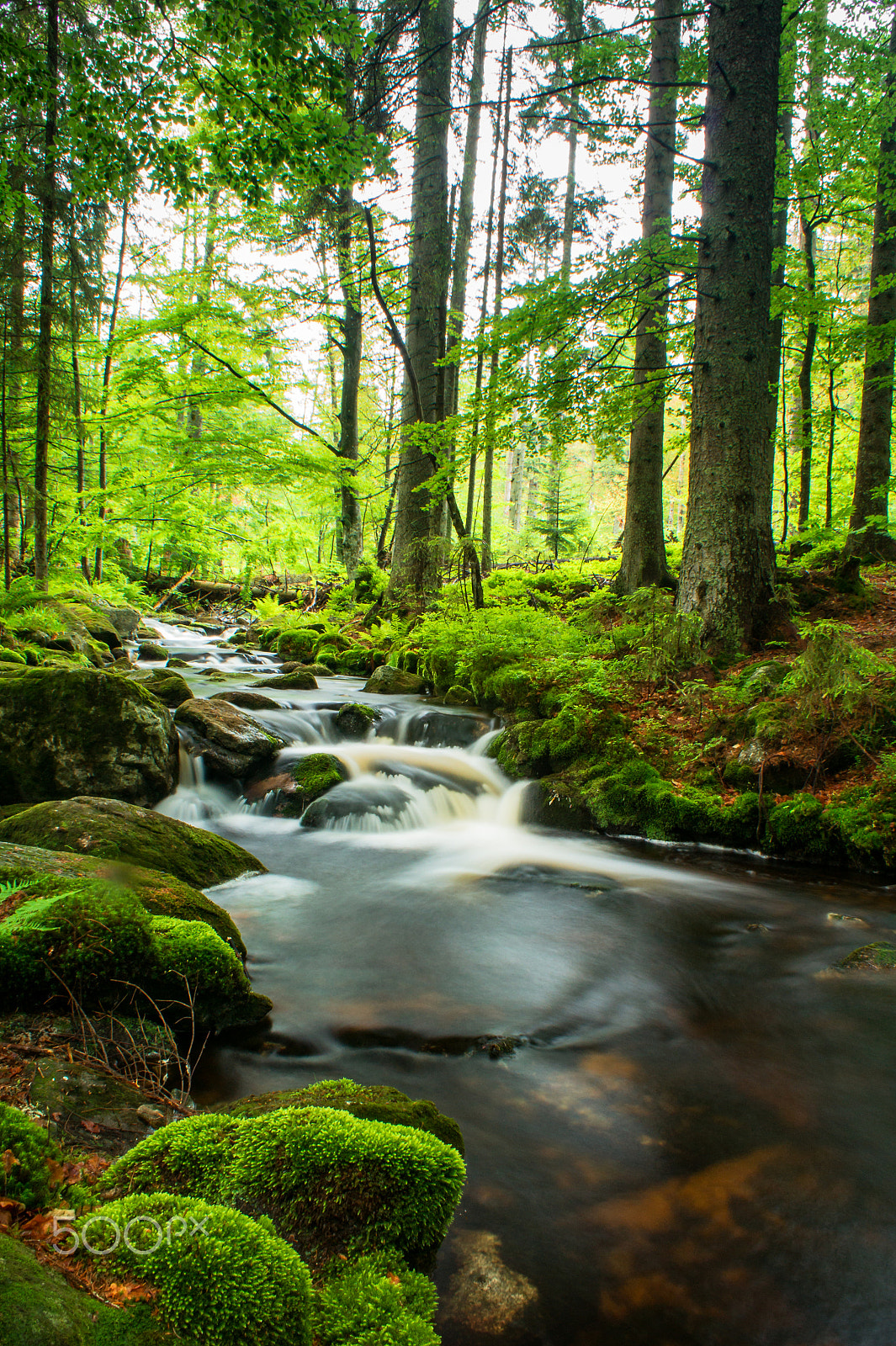 Sony Alpha DSLR-A550 sample photo. Somewhere in the black forest photography